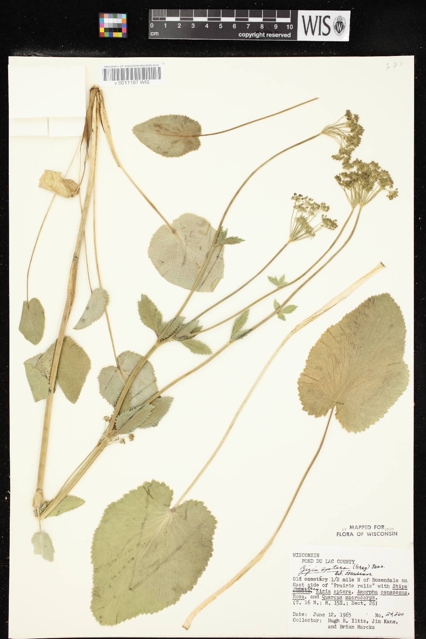 Zizia aptera image