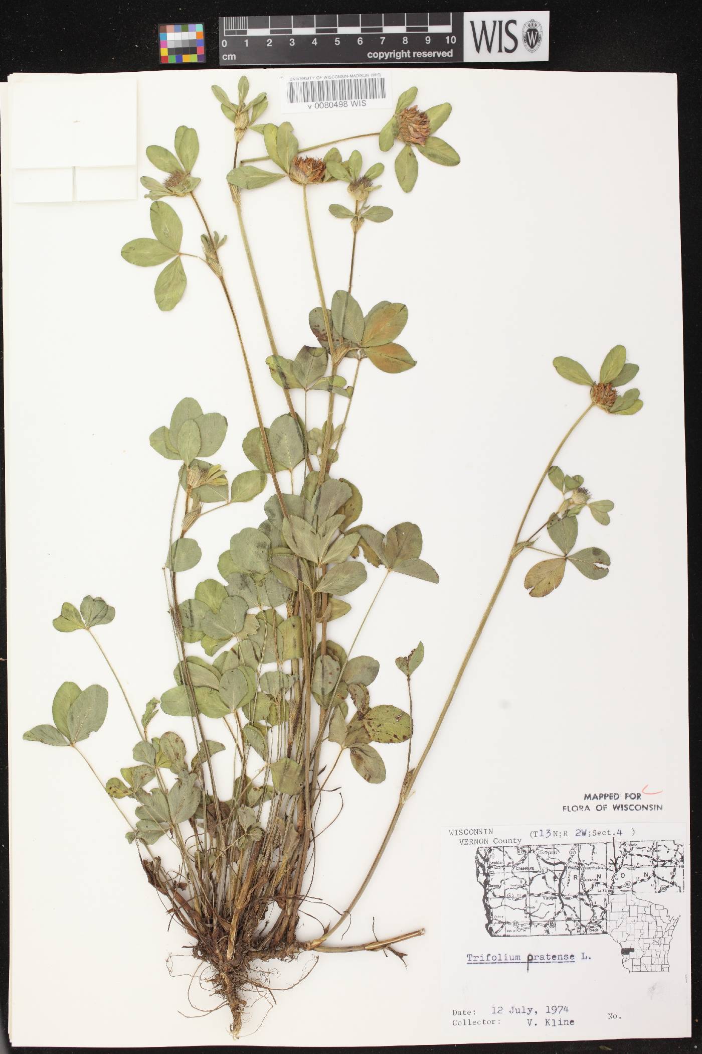 Trifolium pratense image