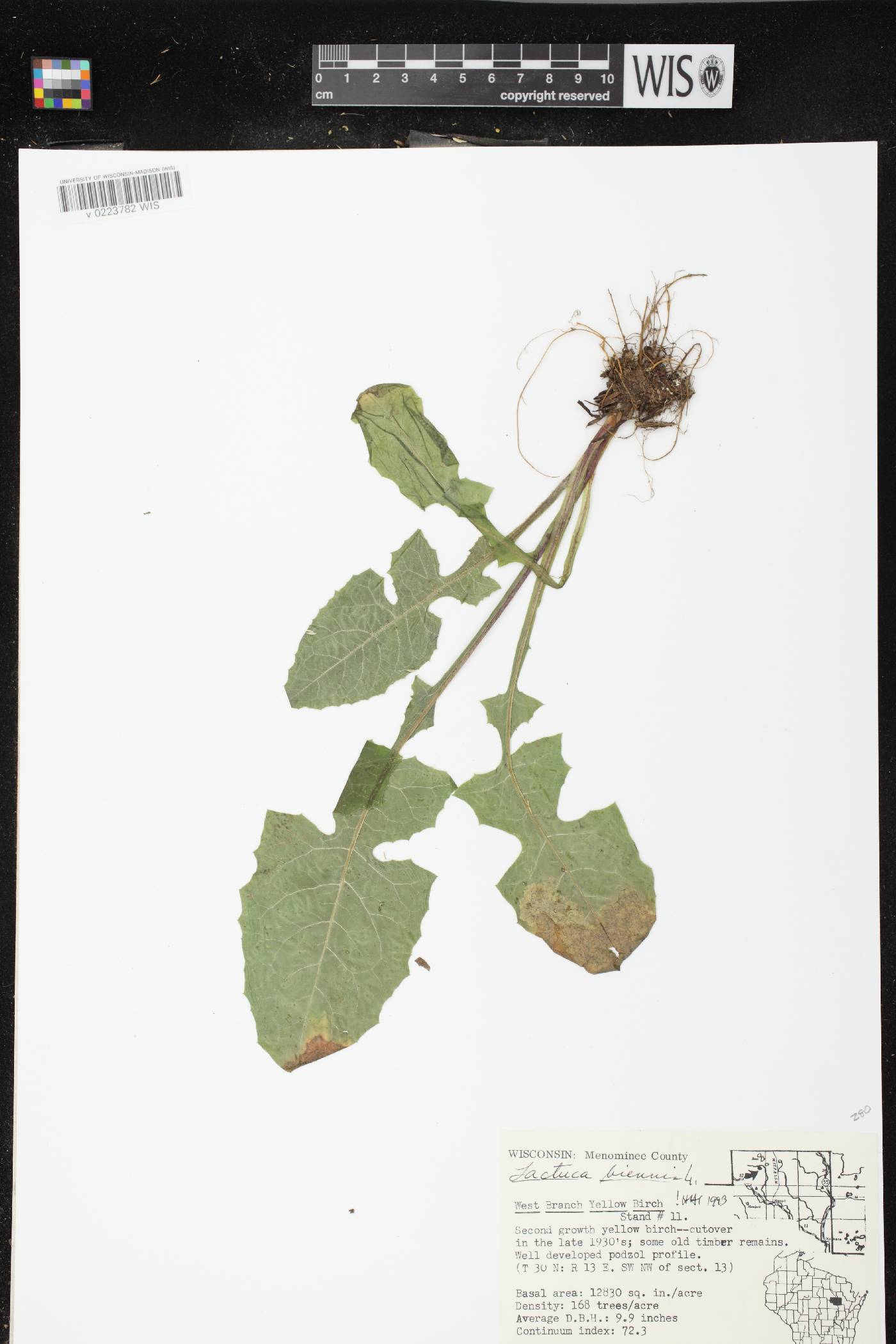 Lactuca biennis image