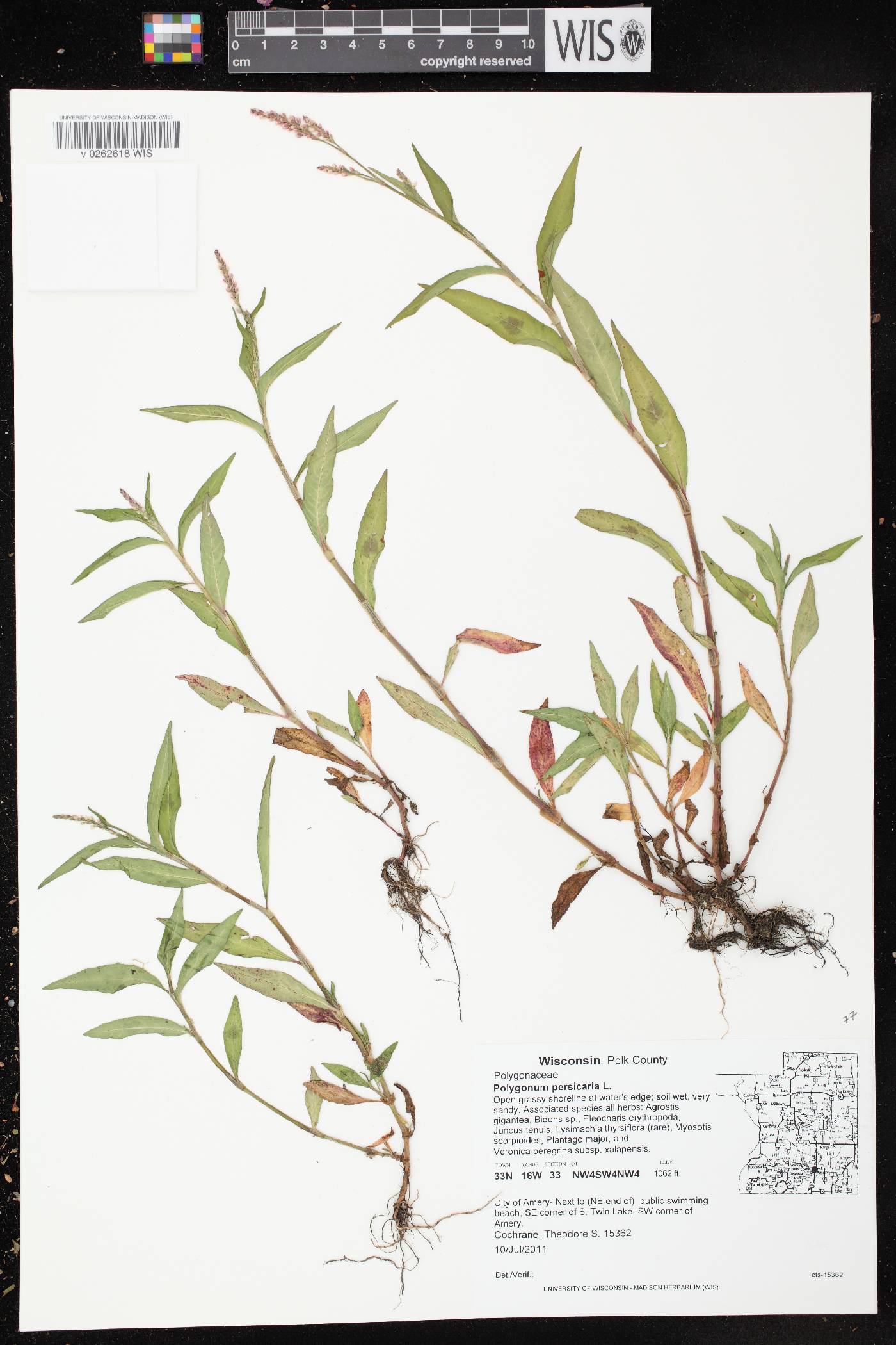 Persicaria maculosa image