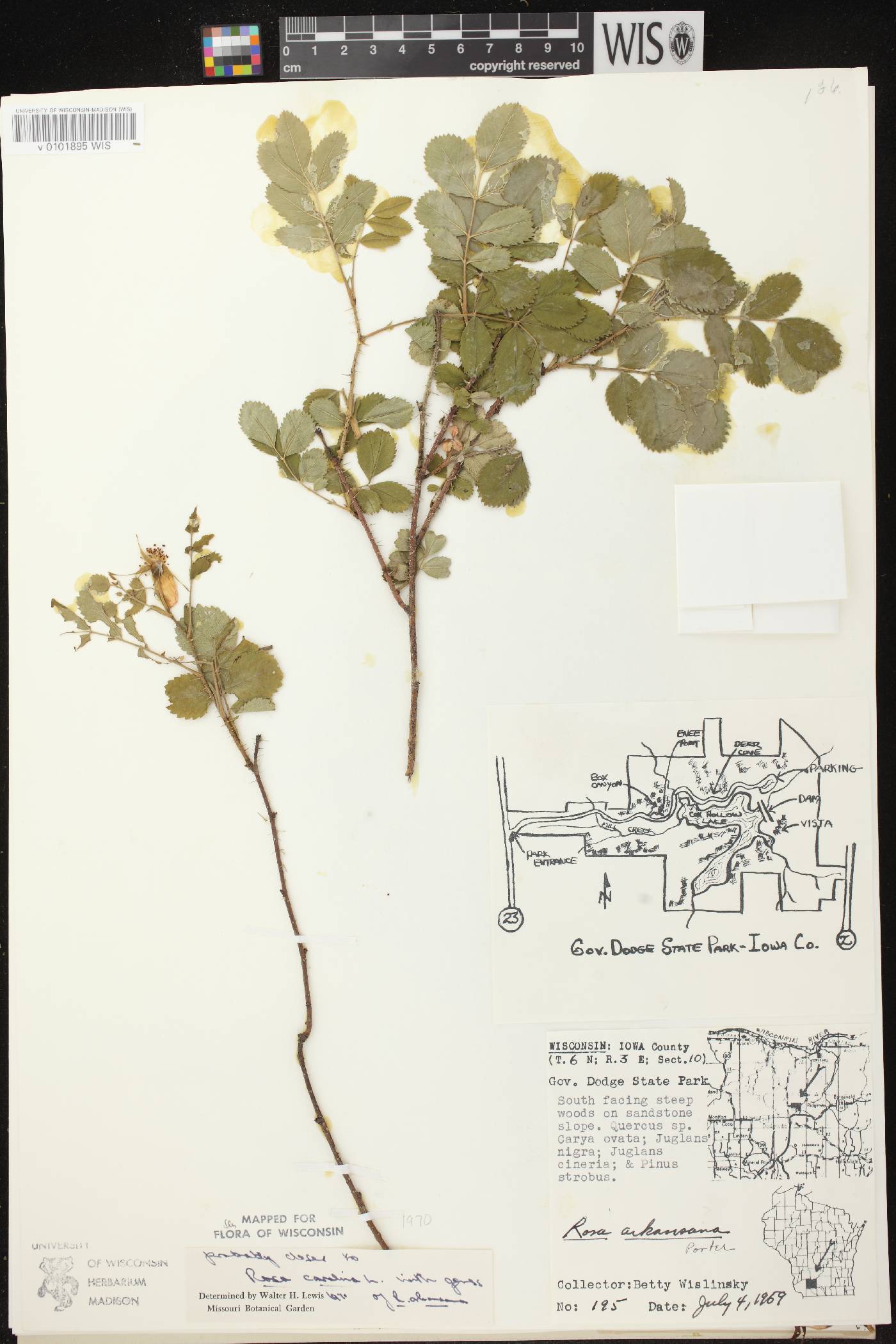 Rosa carolina image