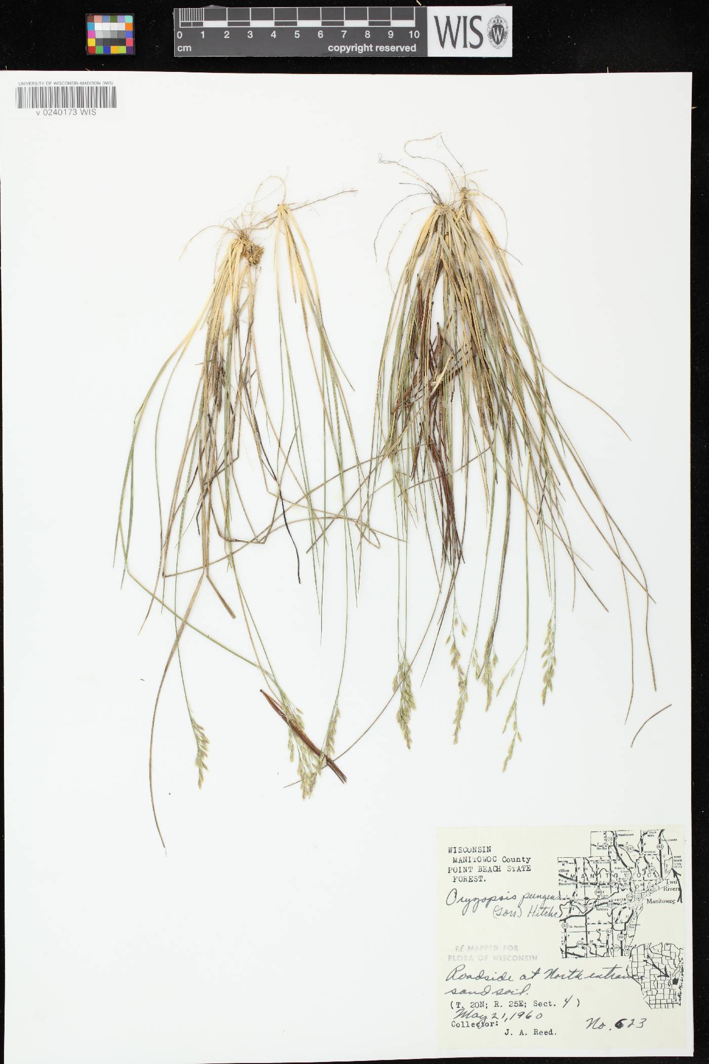 Piptatheropsis pungens image