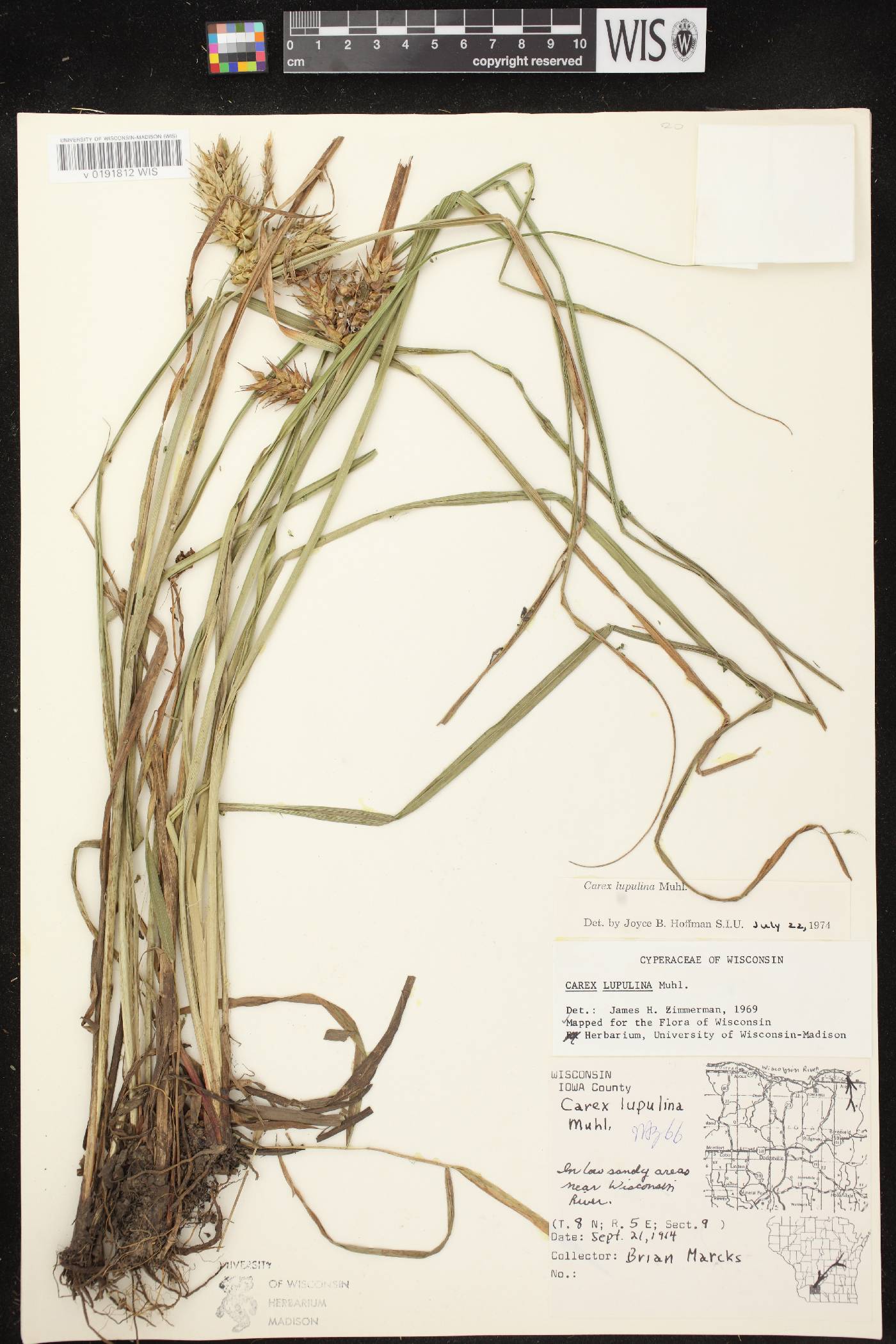 Carex lupulina image