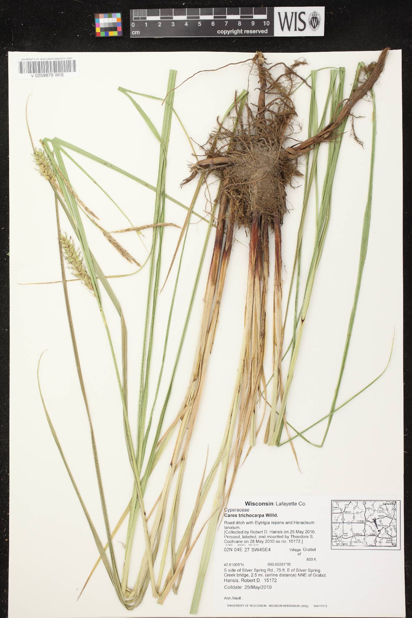 Carex trichocarpa image