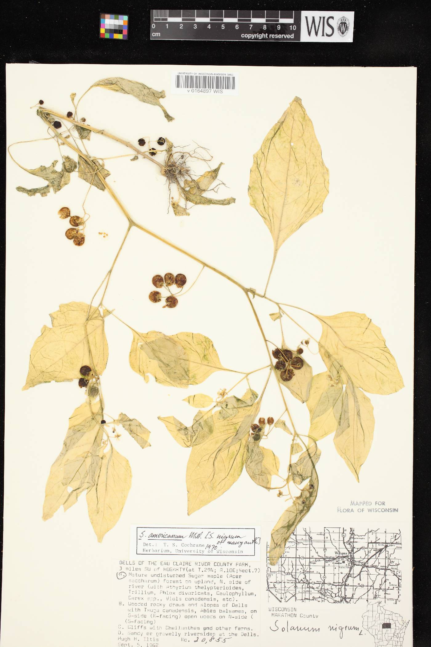 Solanum ptychanthum image