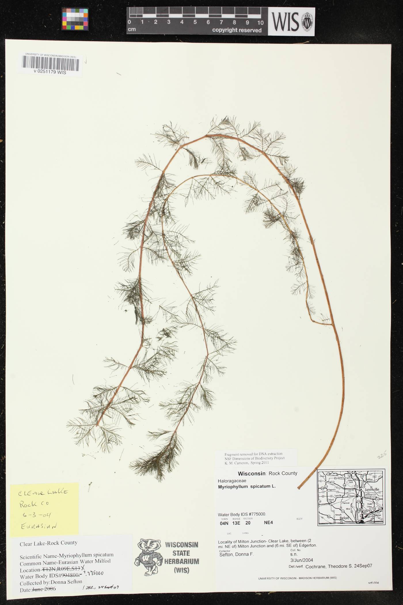Myriophyllum spicatum image