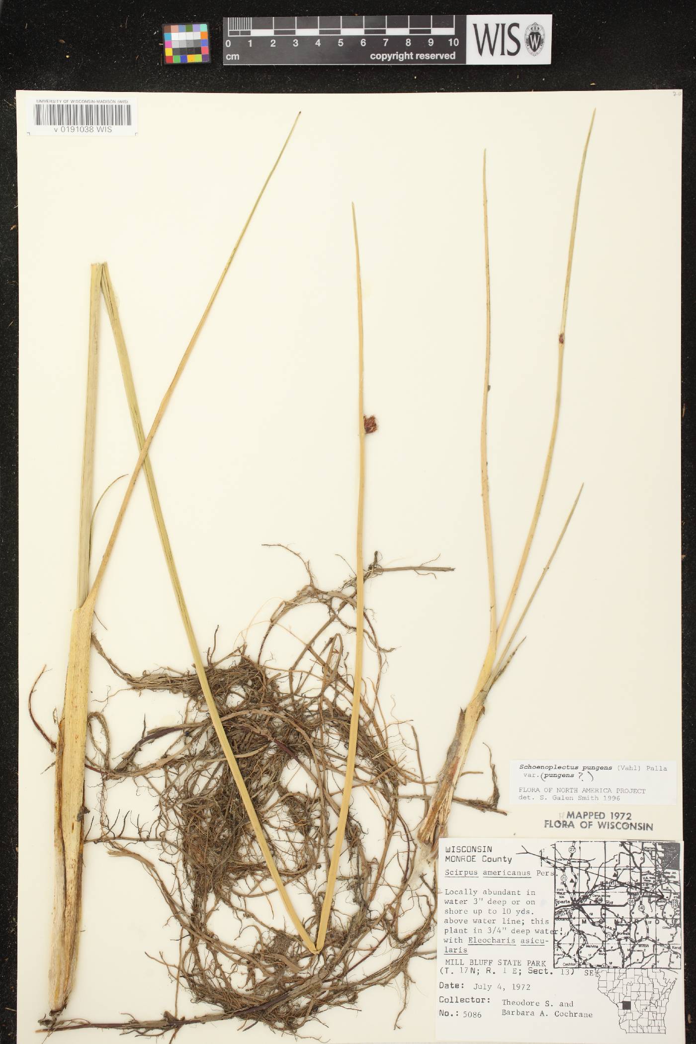 Schoenoplectus pungens image