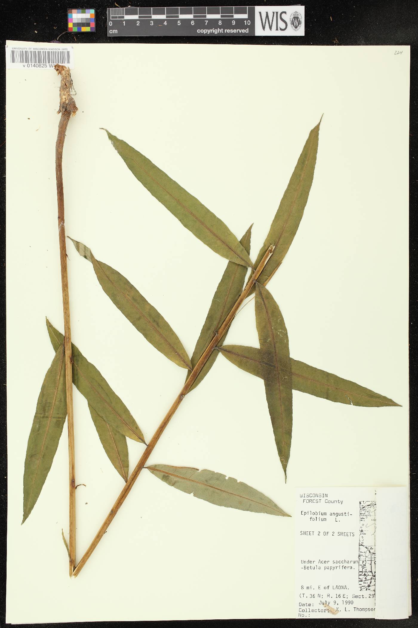 Chamerion angustifolium subsp. circumvagum image