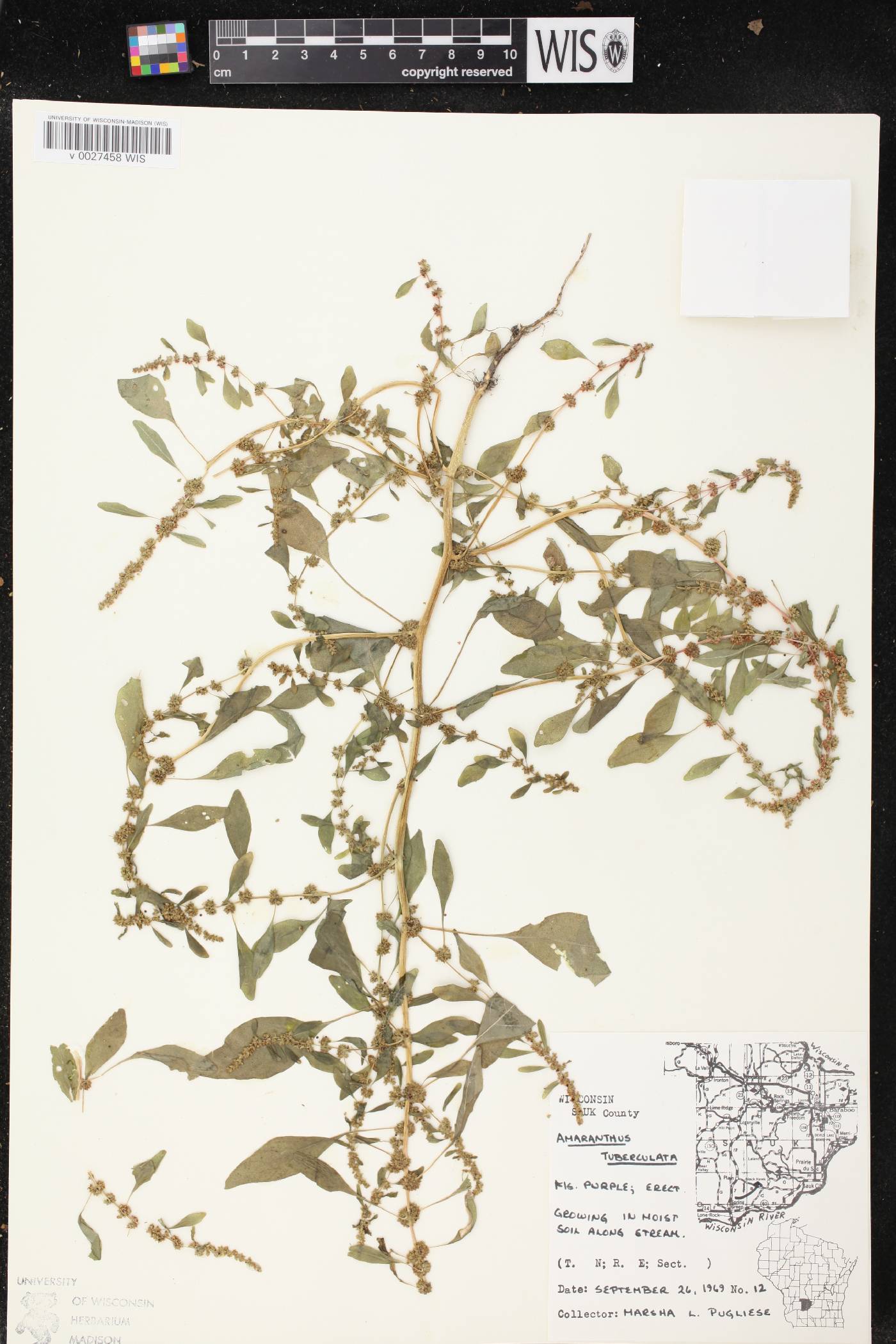 Amaranthus tuberculatus image