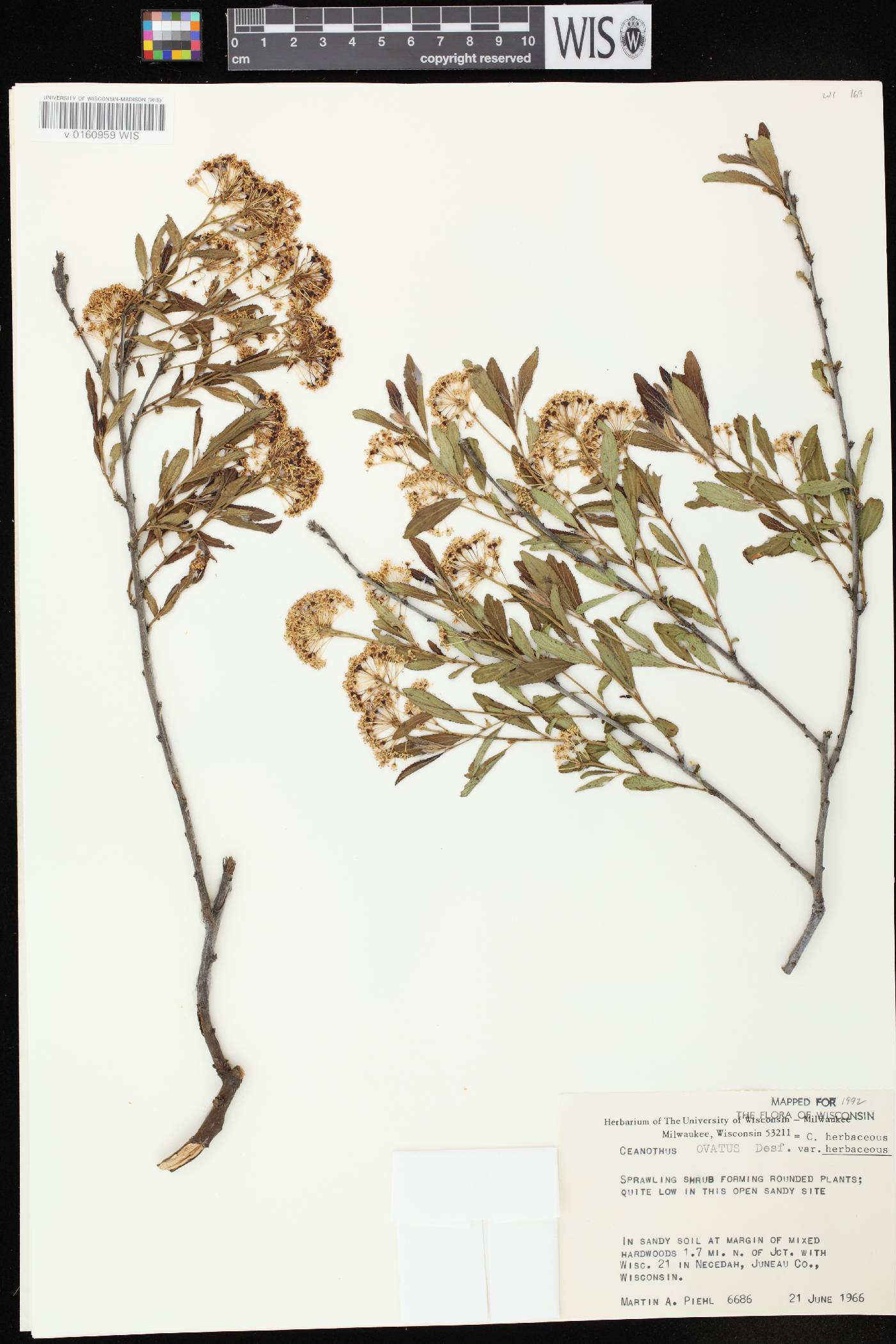Ceanothus herbaceus image