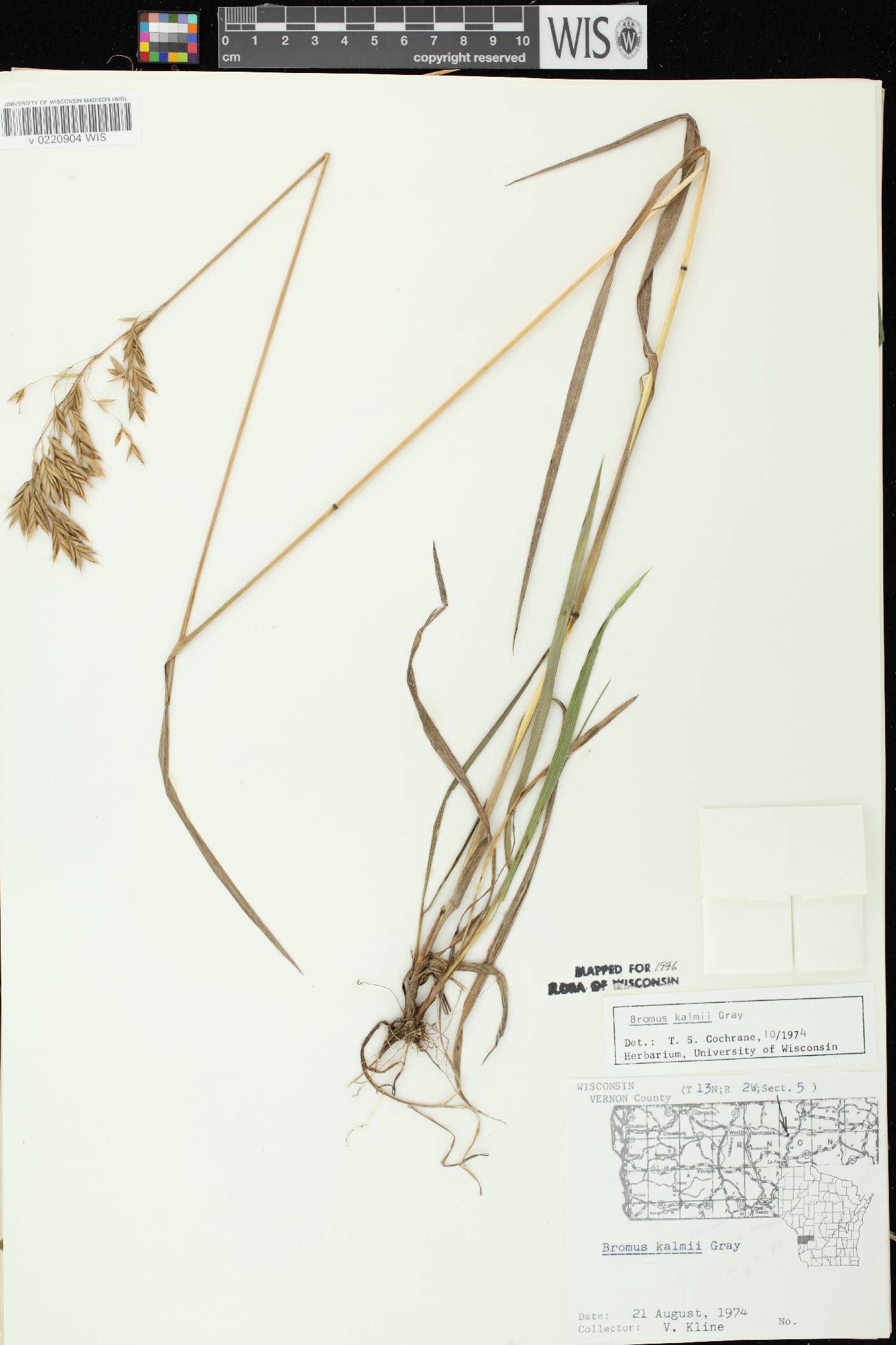 Bromus kalmii image