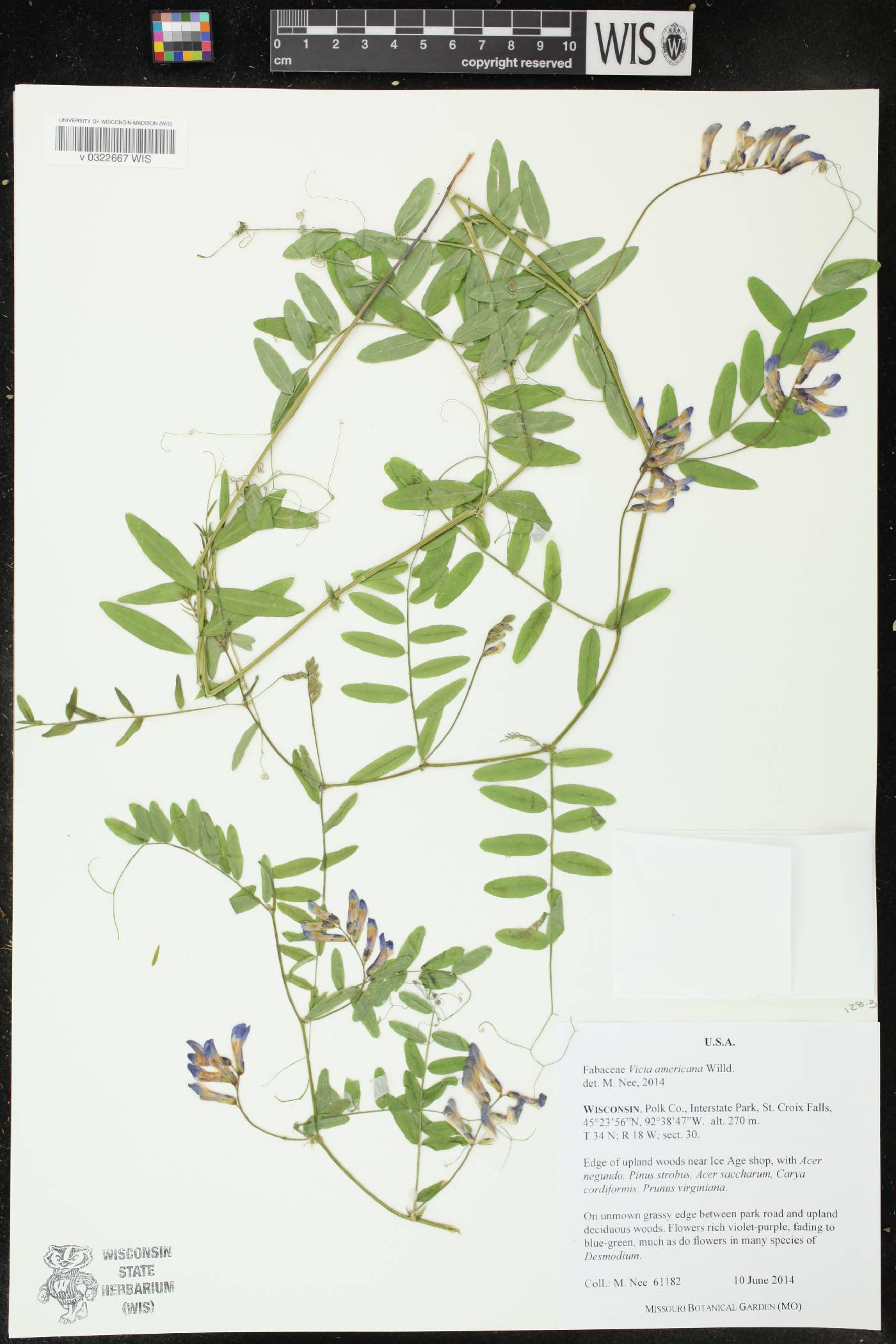 Vicia americana image