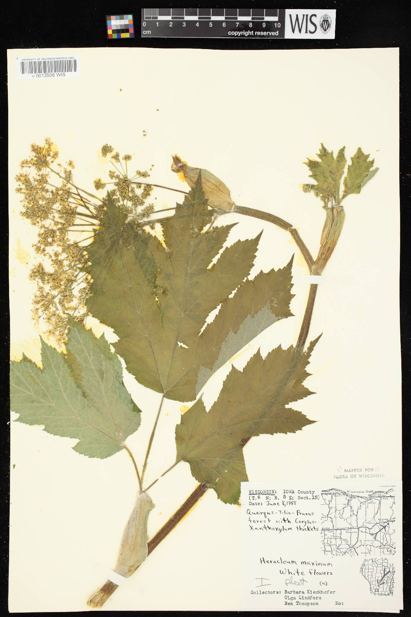 Heracleum maximum image