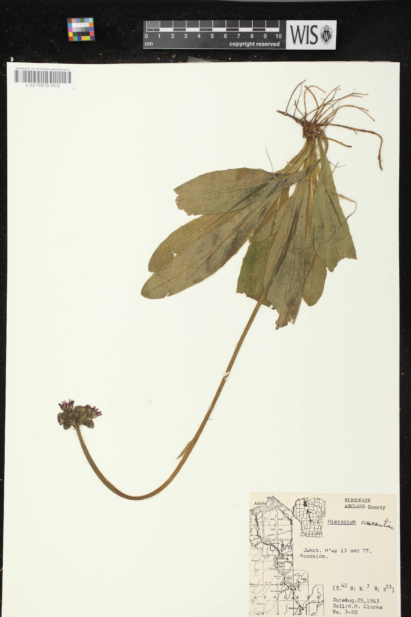 Hieracium aurantiacum image