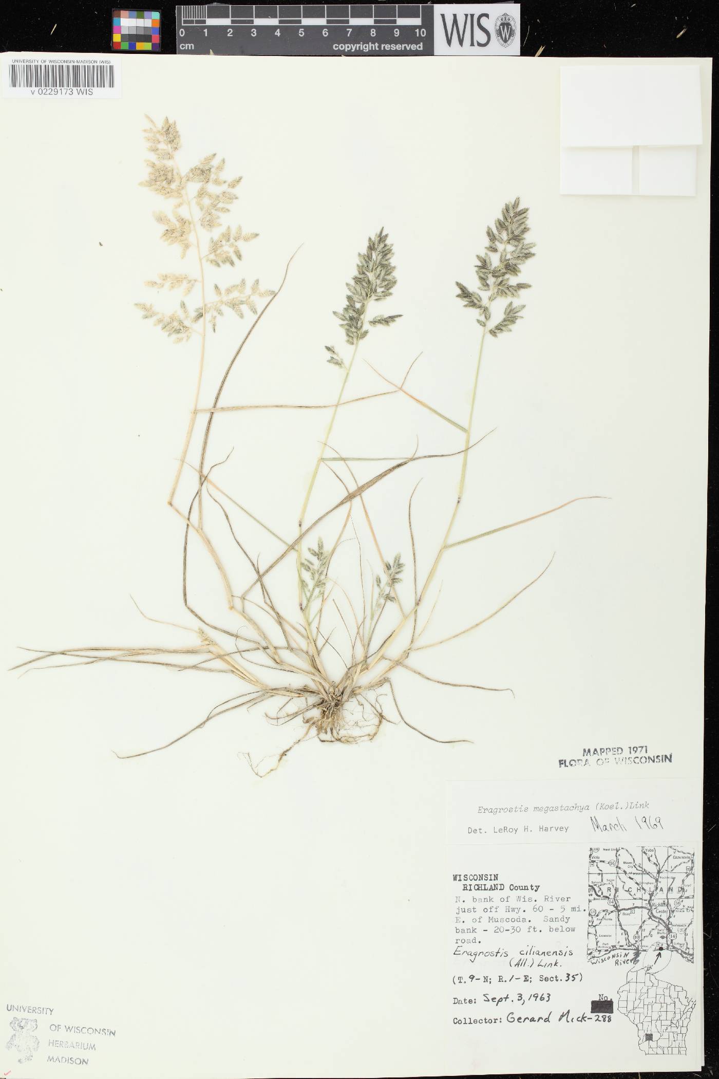 Eragrostis cilianensis image