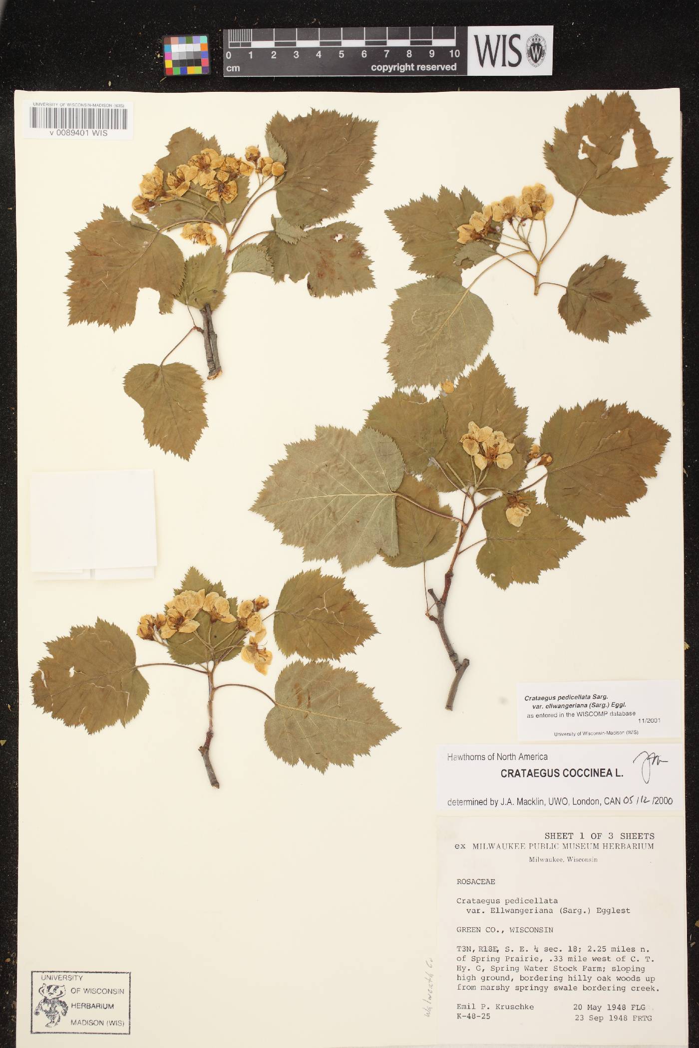 Crataegus coccinea var. coccinea image