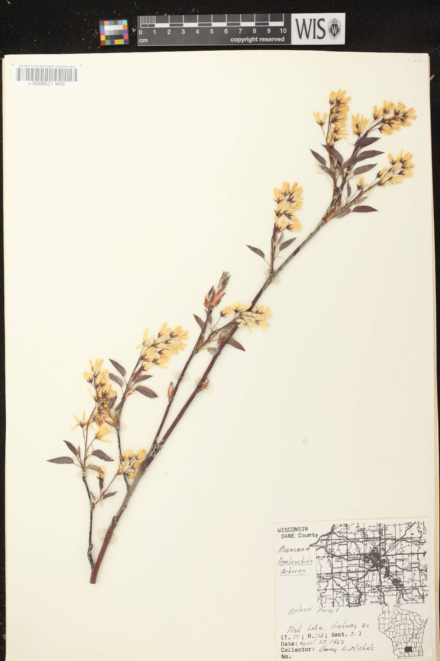 Amelanchier arborea image