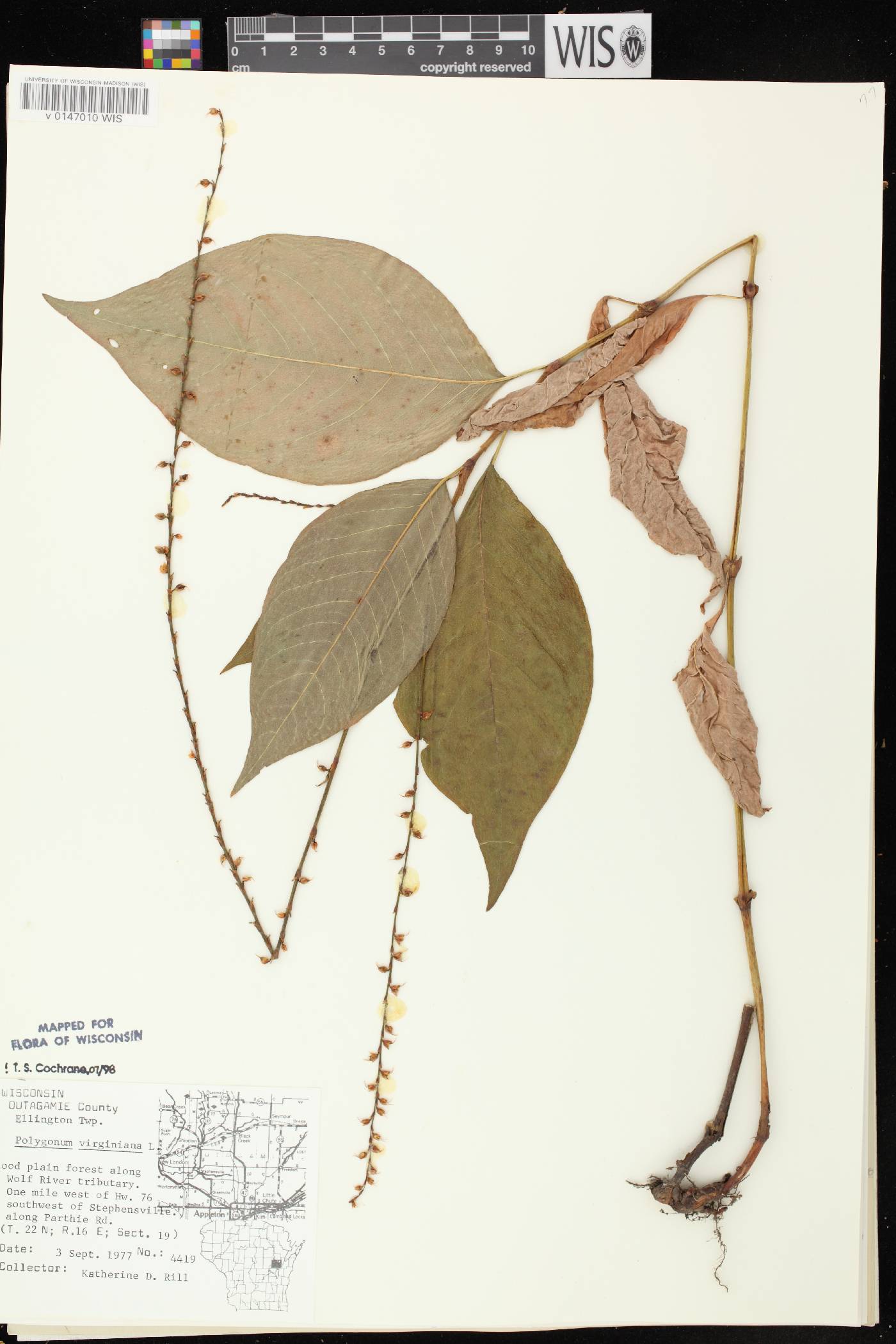 Persicaria virginiana image