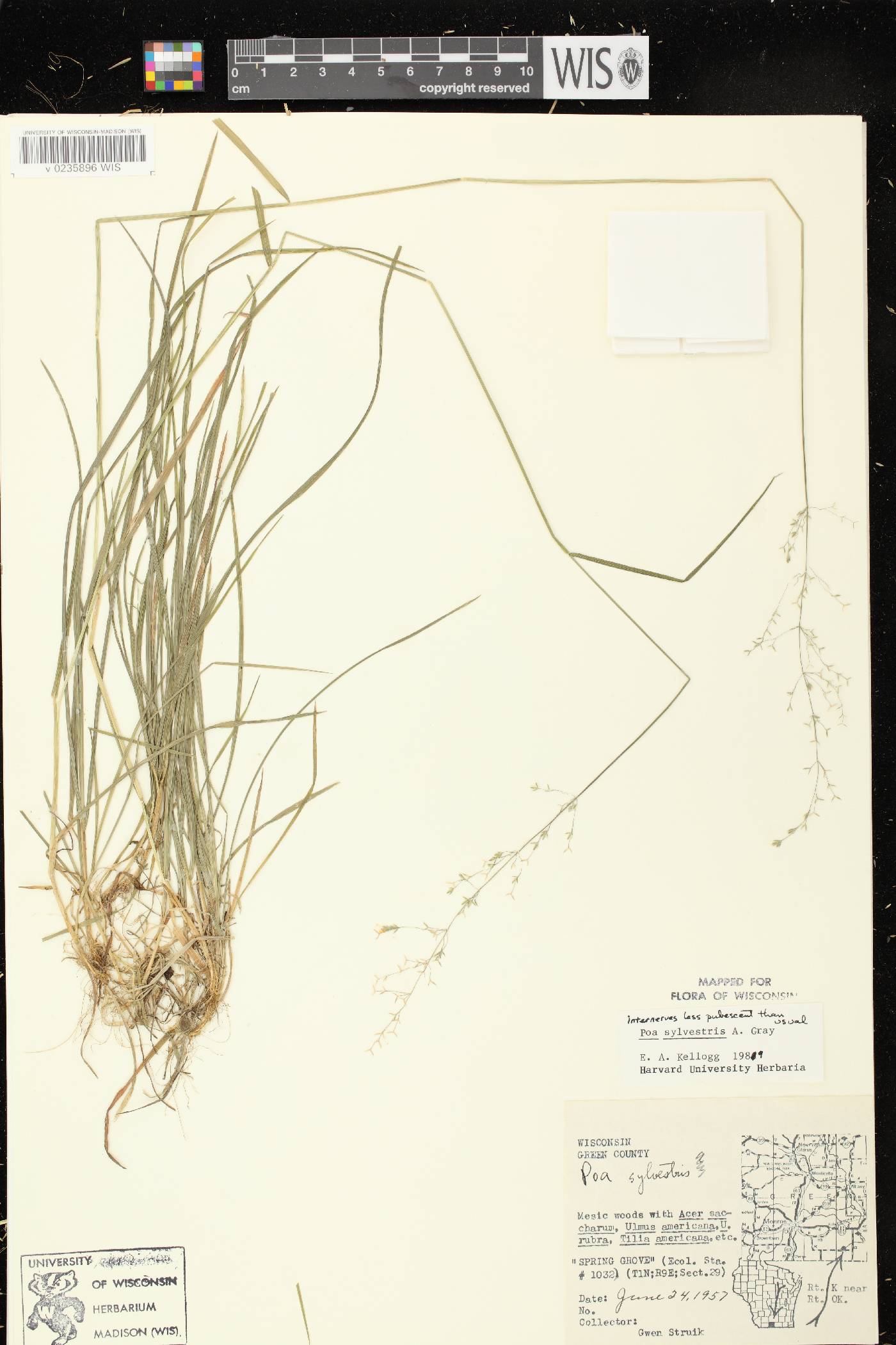 Poa sylvestris image