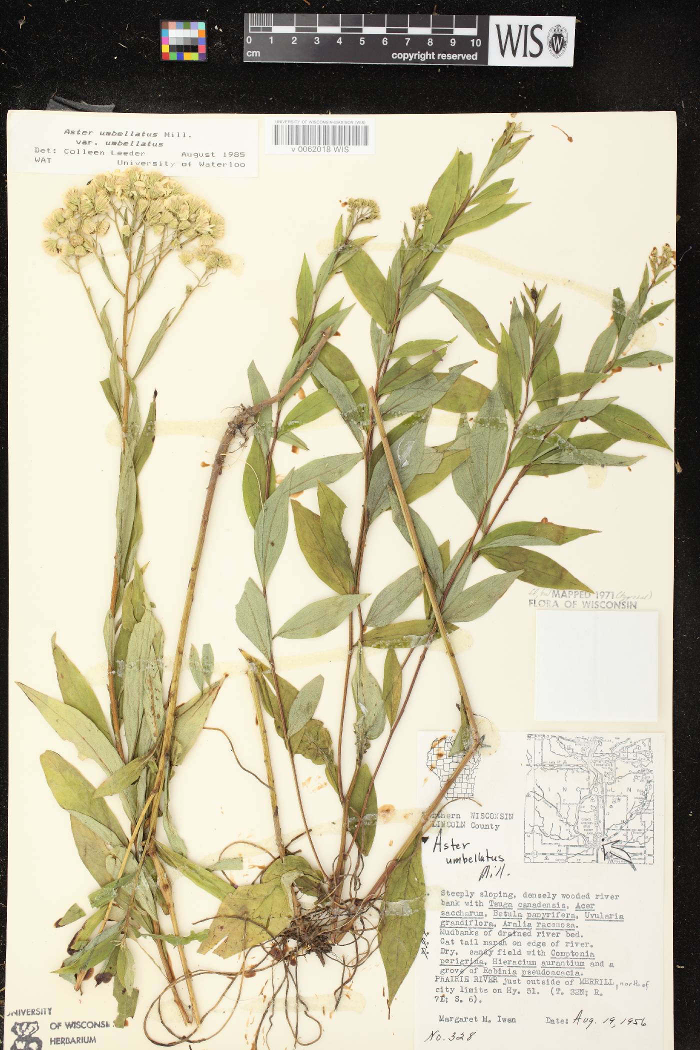 Doellingeria umbellata var. umbellata image