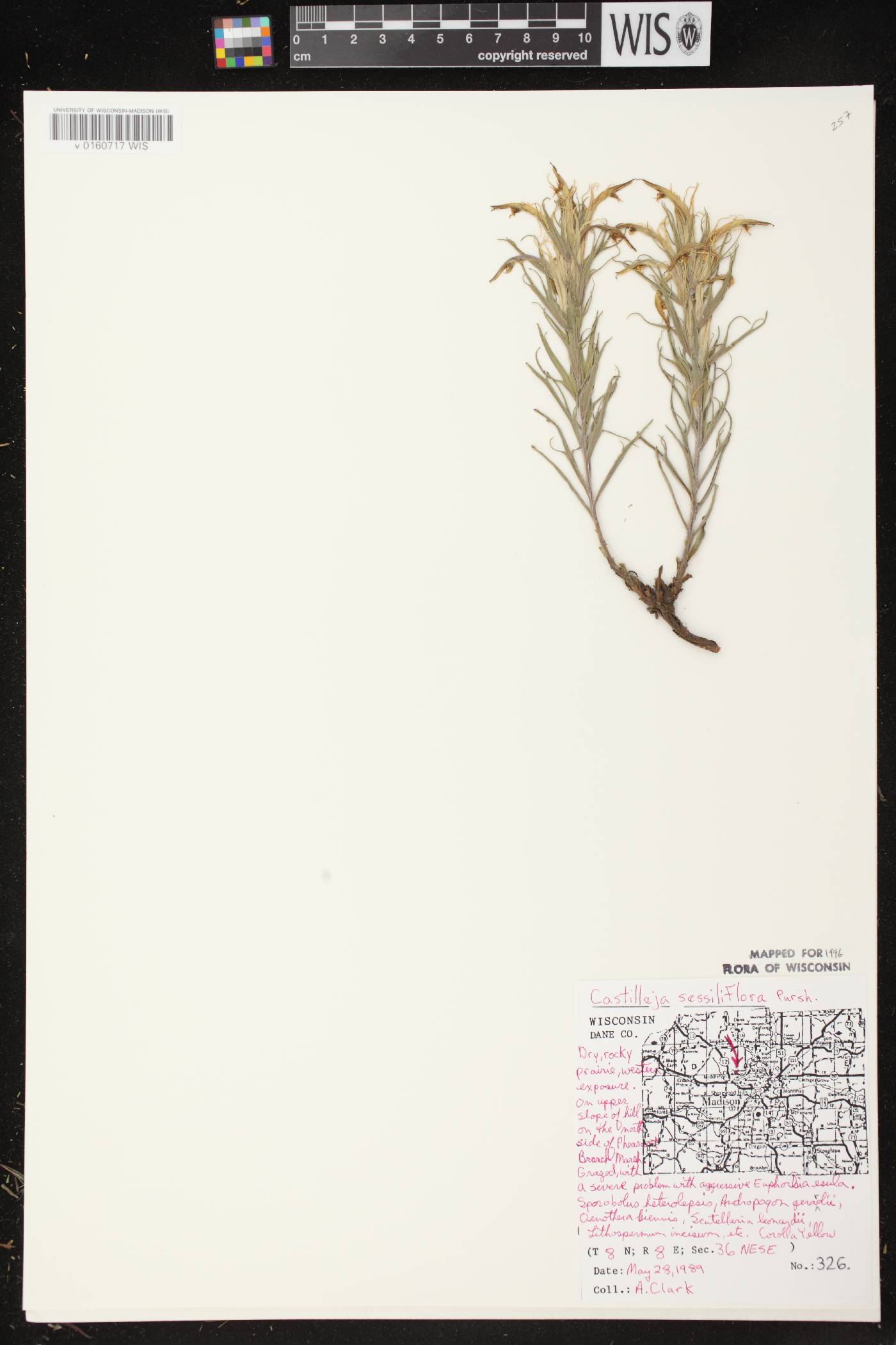 Castilleja sessiliflora image