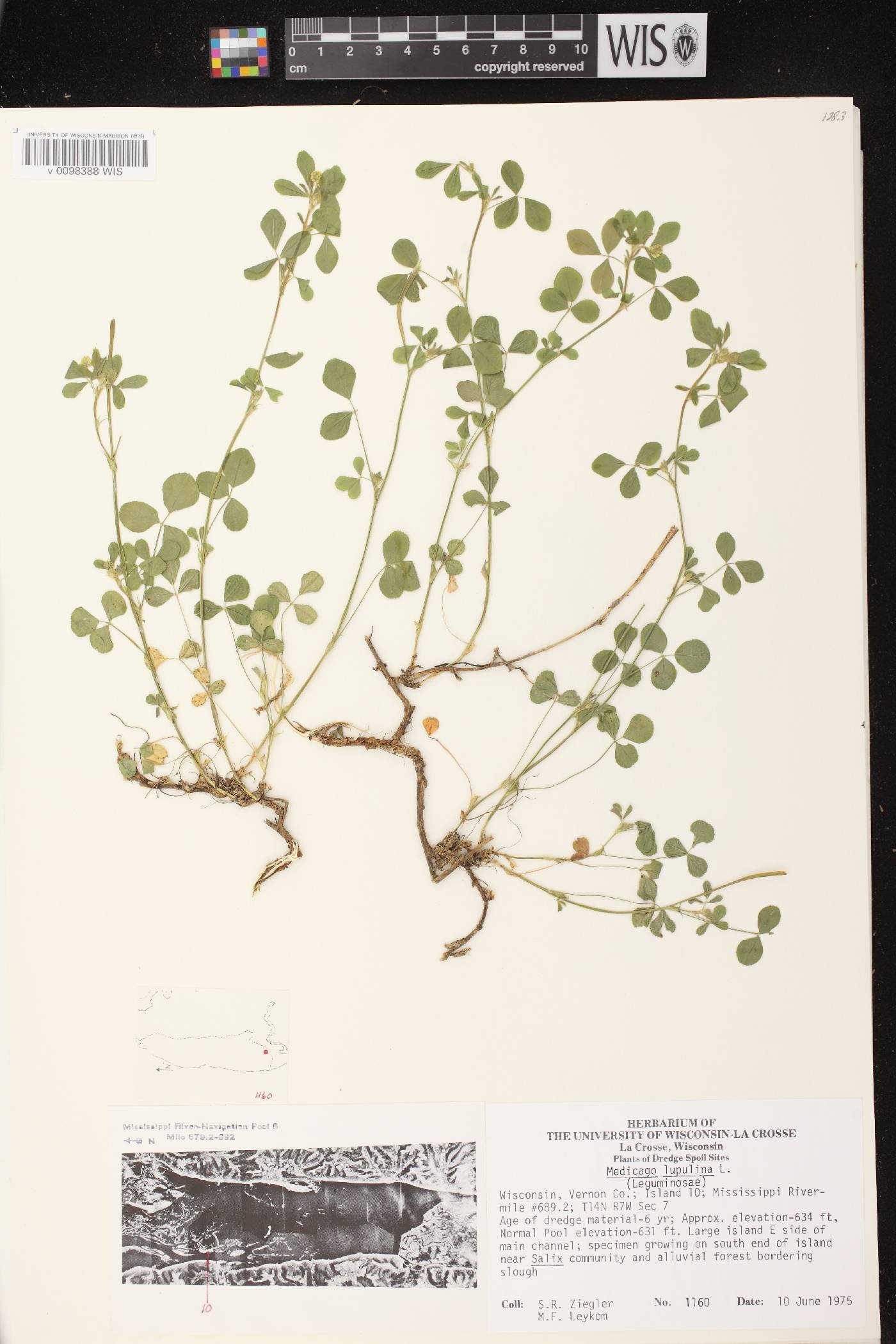 Medicago lupulina image