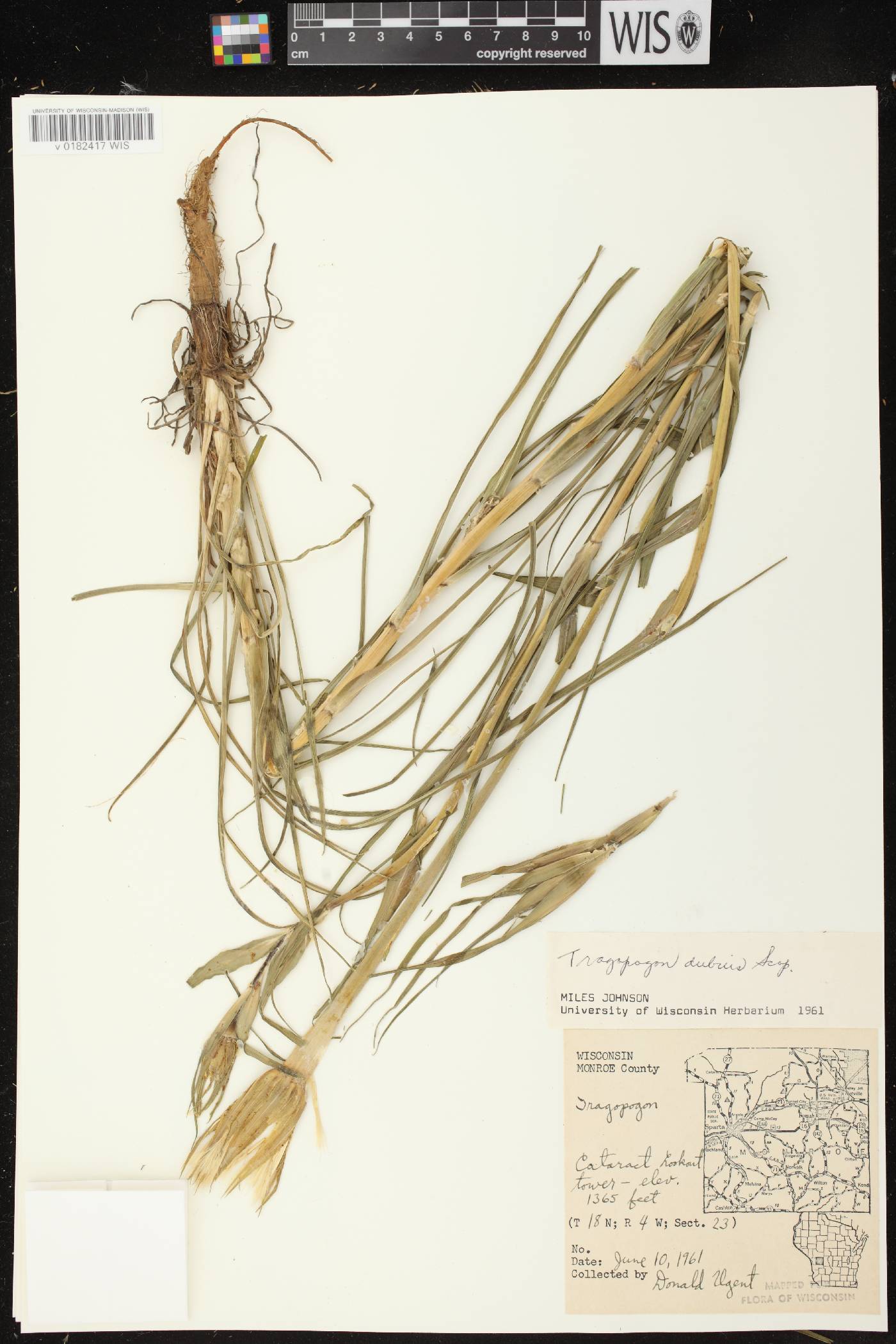 Tragopogon dubius image