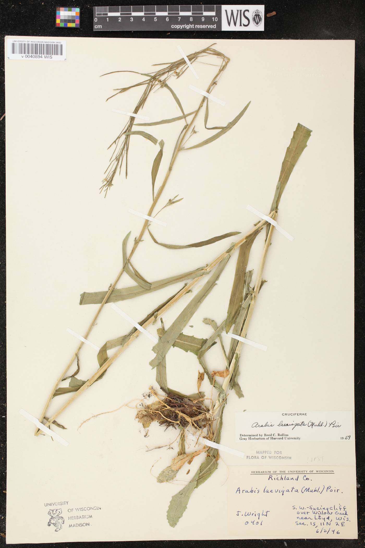 Boechera laevigata image