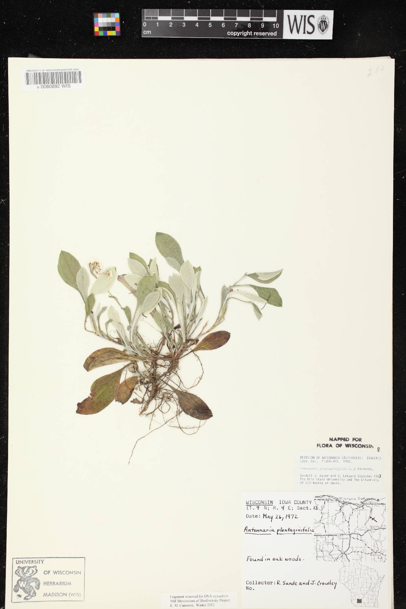 Antennaria plantaginifolia image