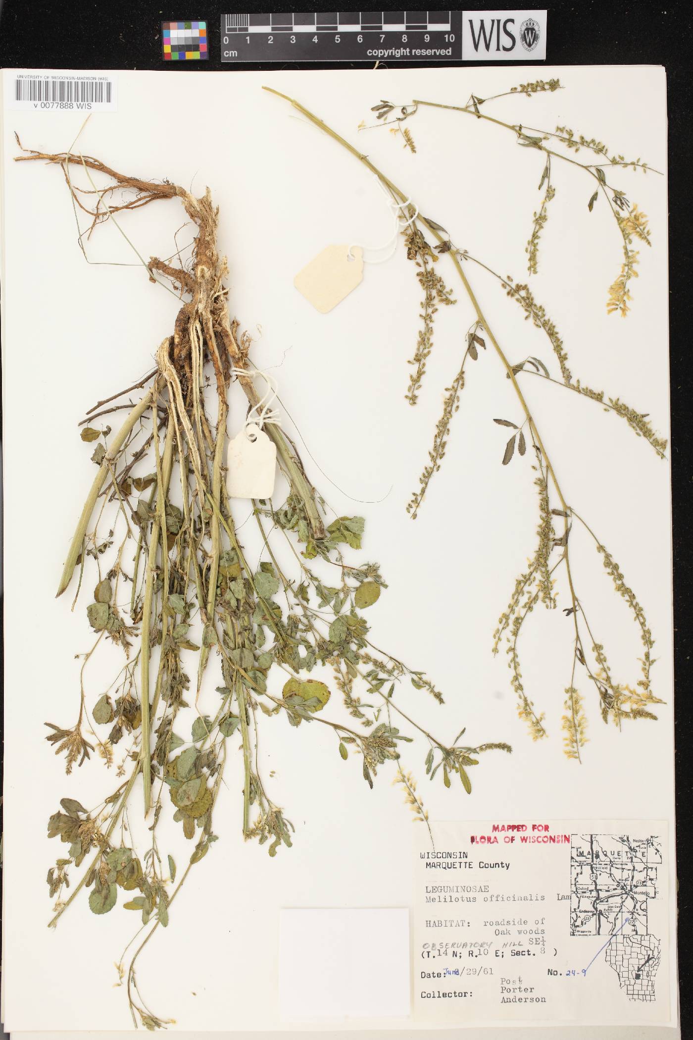 Melilotus officinalis image