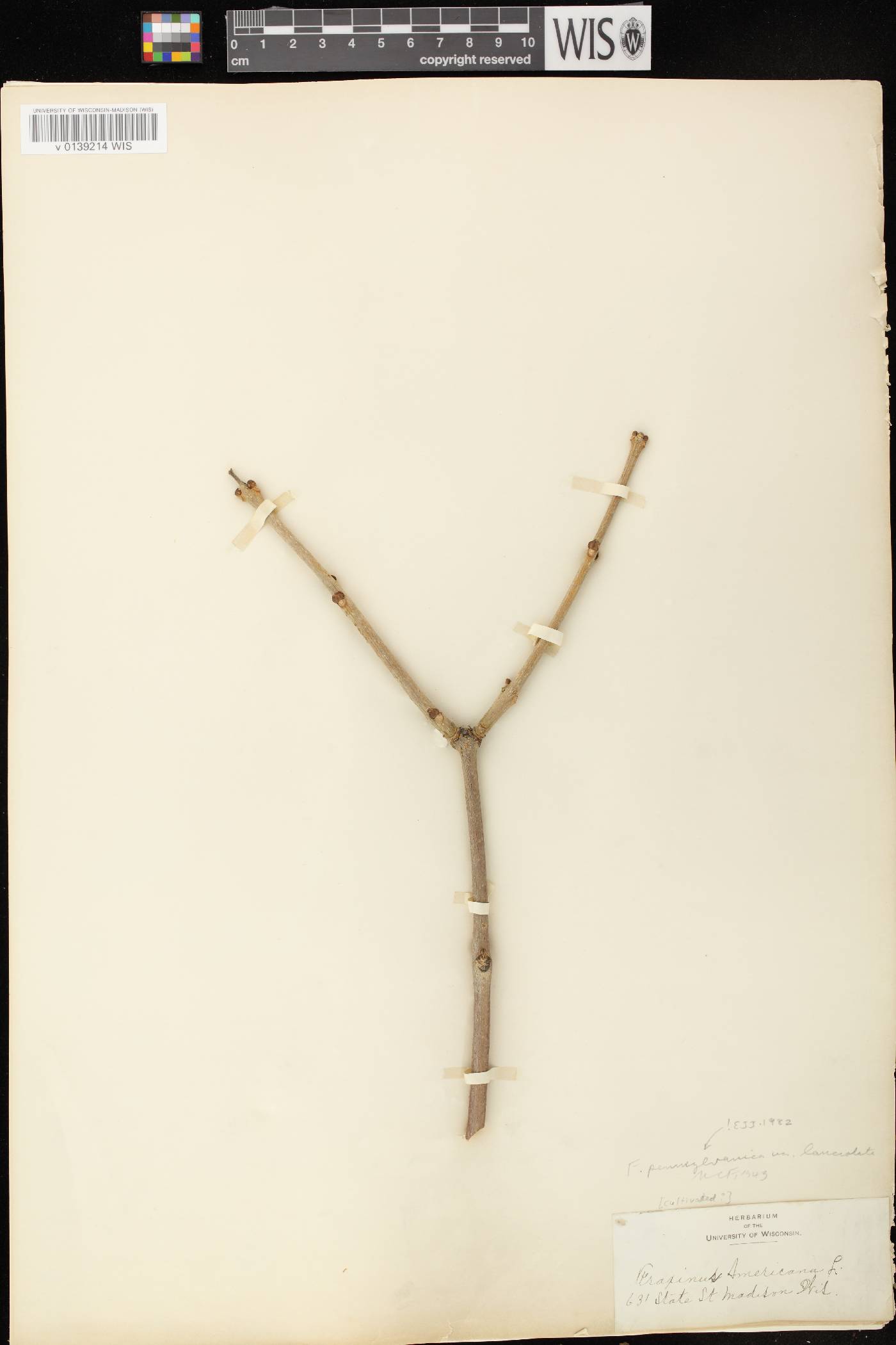 Fraxinus pennsylvanica image