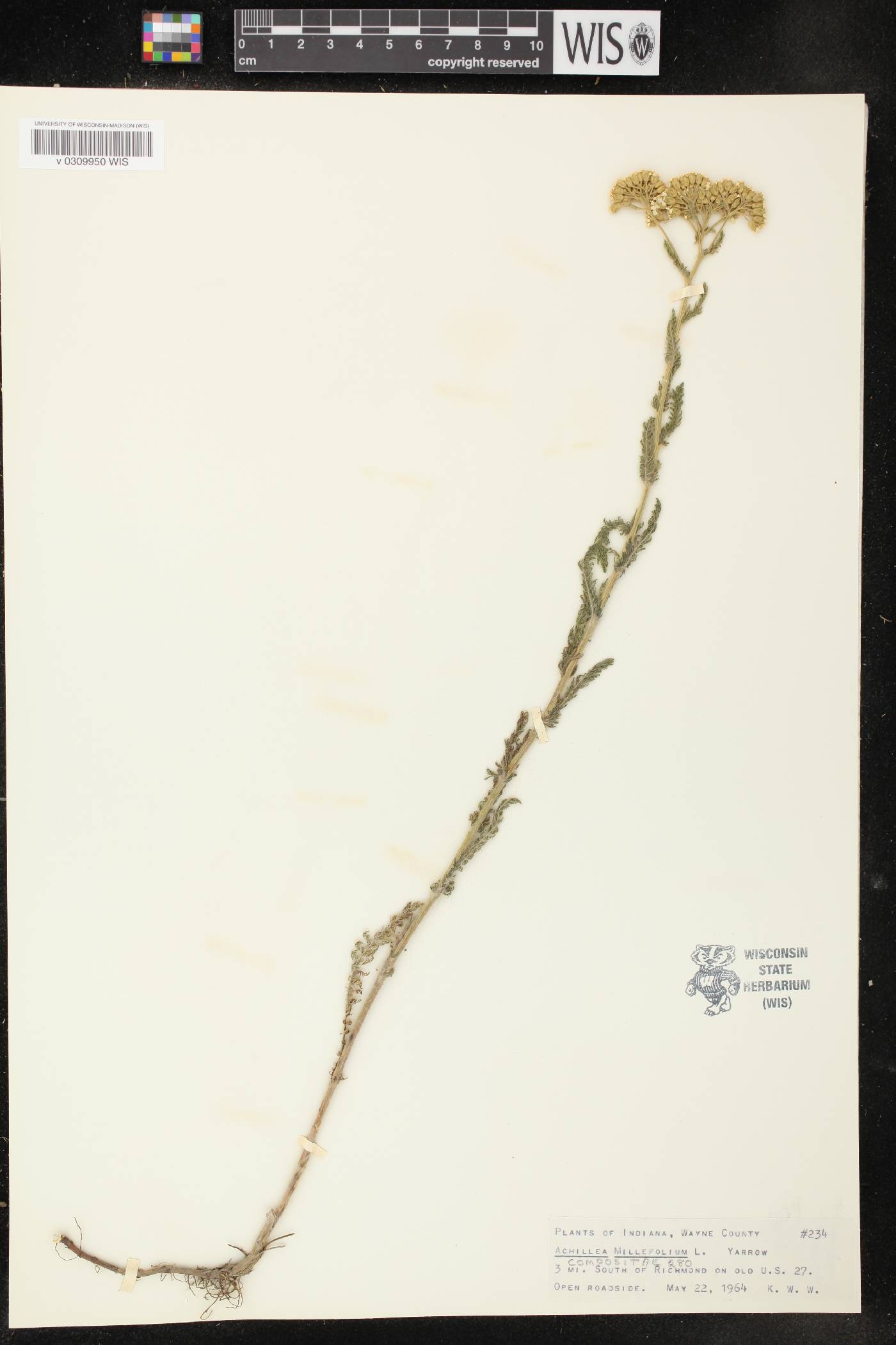 Achillea millefolium image