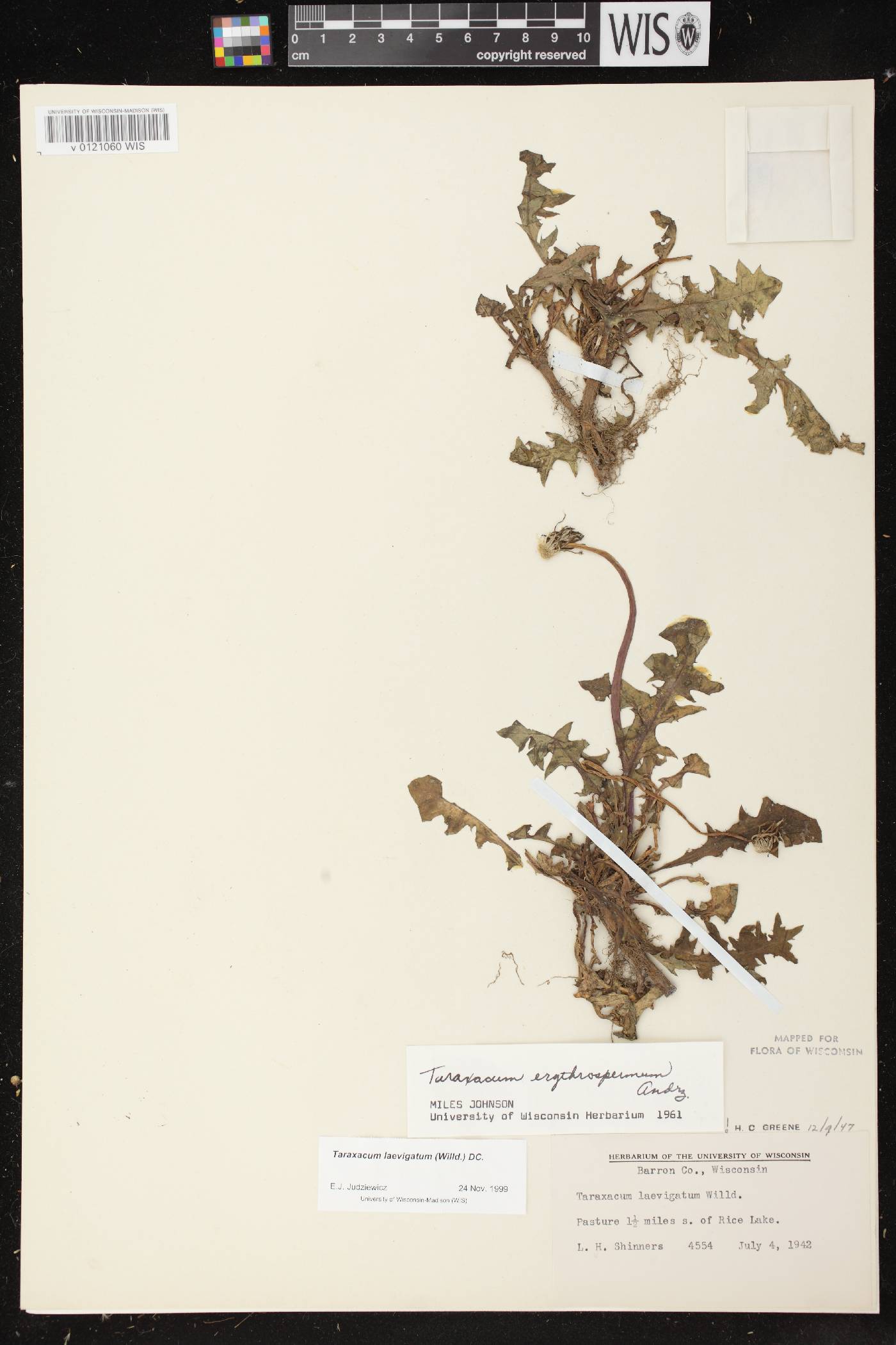 Taraxacum erythrospermum image