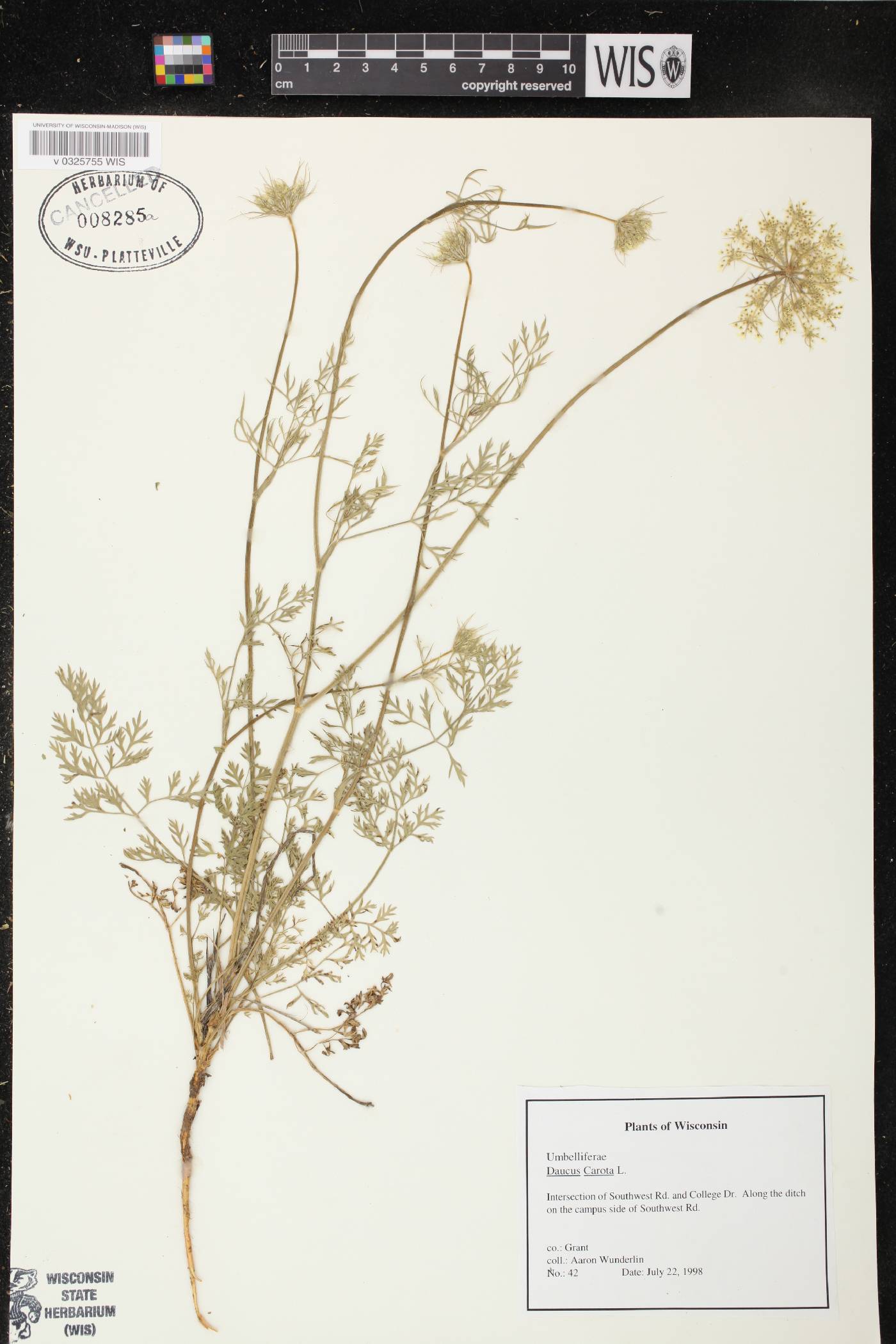 Daucus carota image