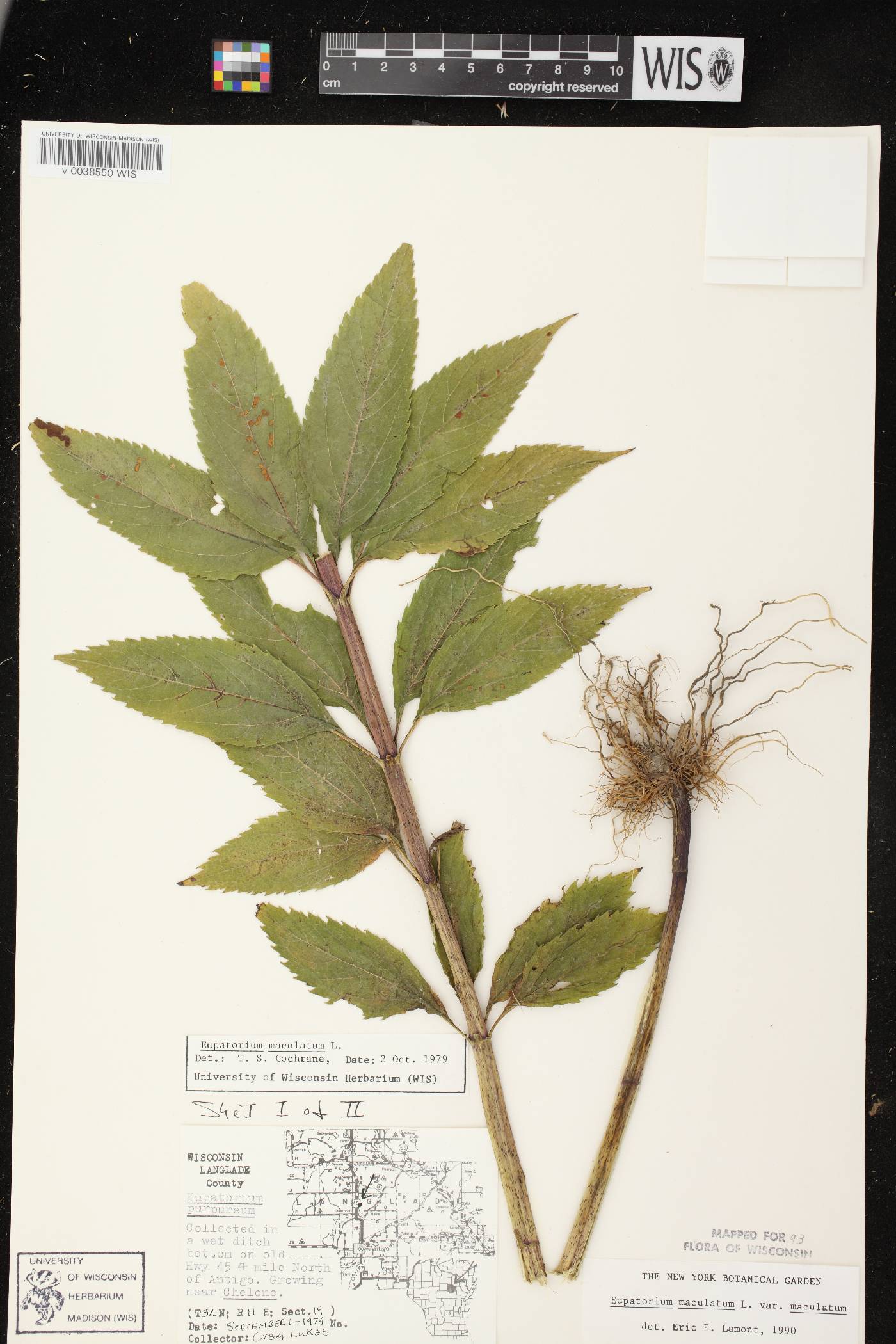 Eutrochium maculatum image