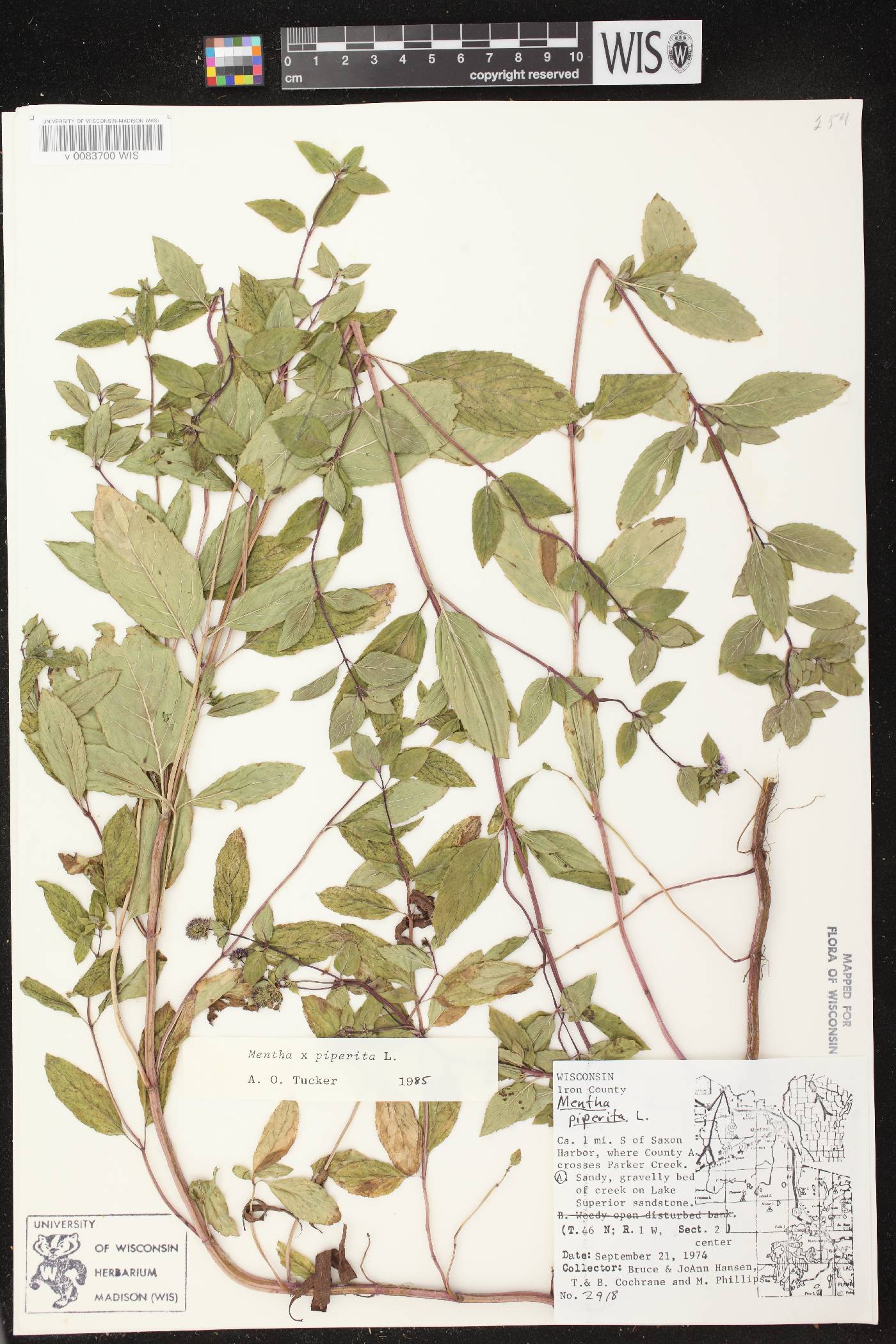 Mentha X piperita image