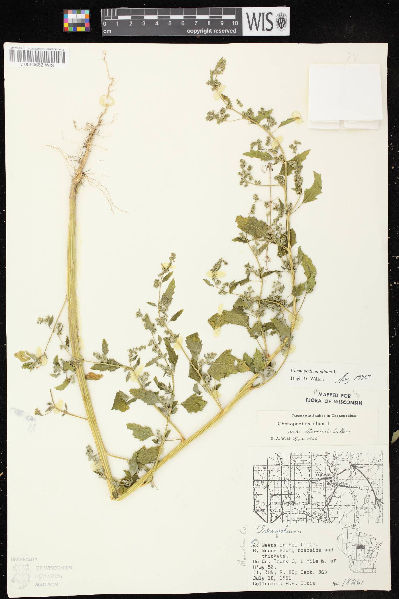 Chenopodium album image