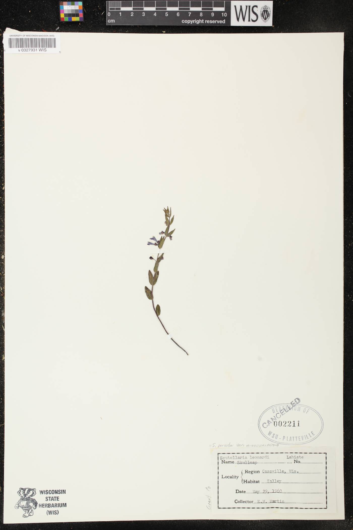 Scutellaria parvula var. missouriensis image