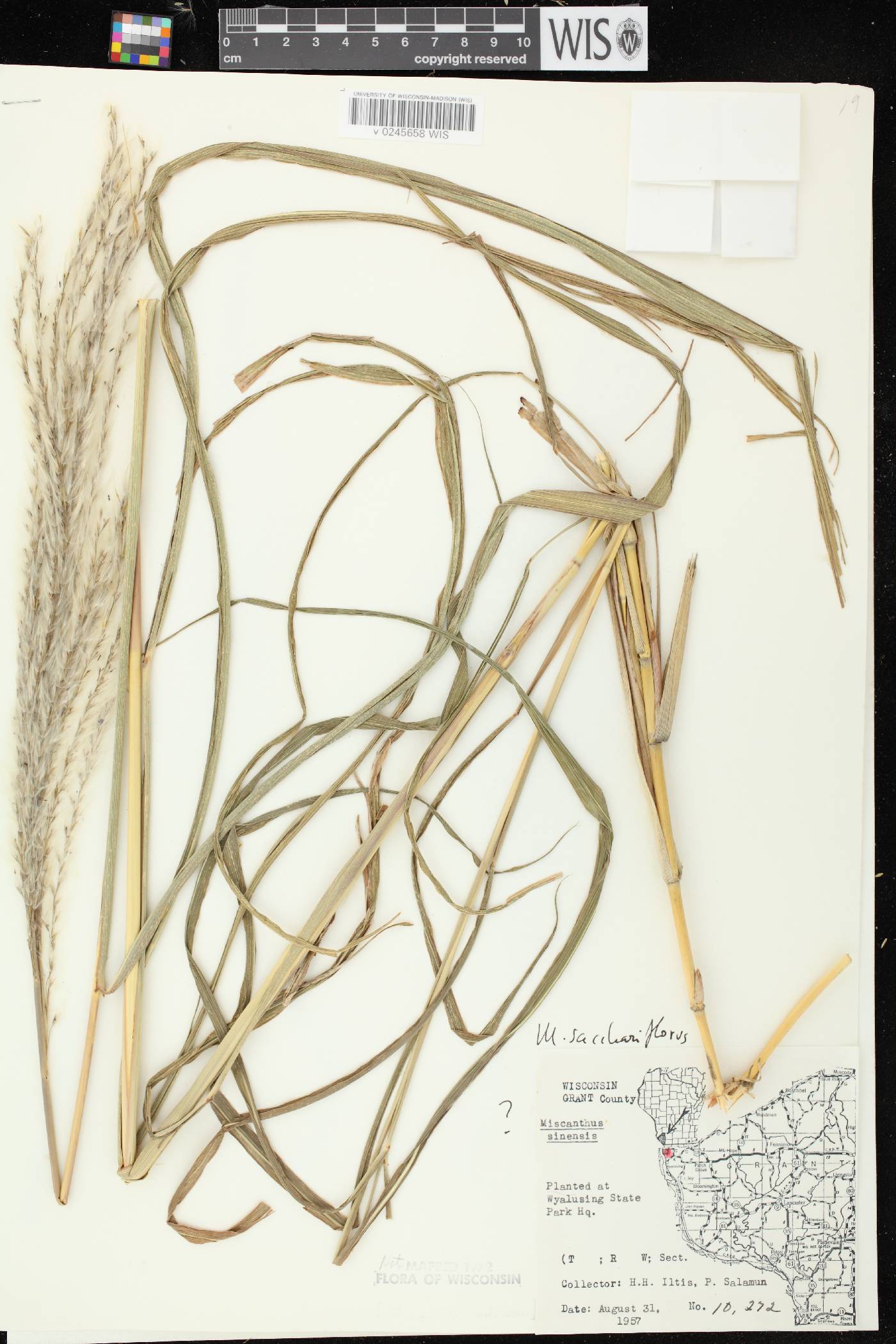 Miscanthus sacchariflorus image