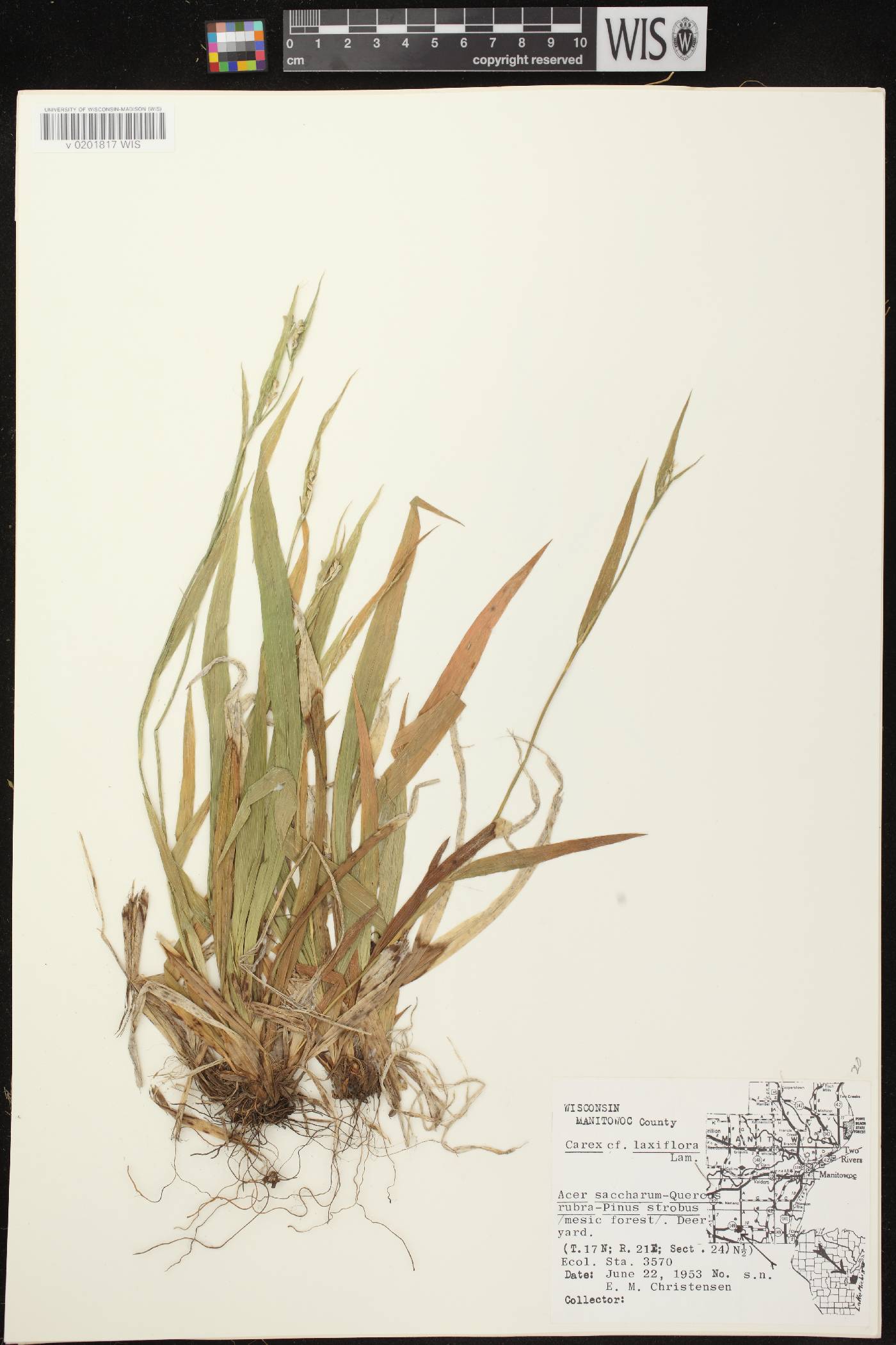 Carex laxiflora image
