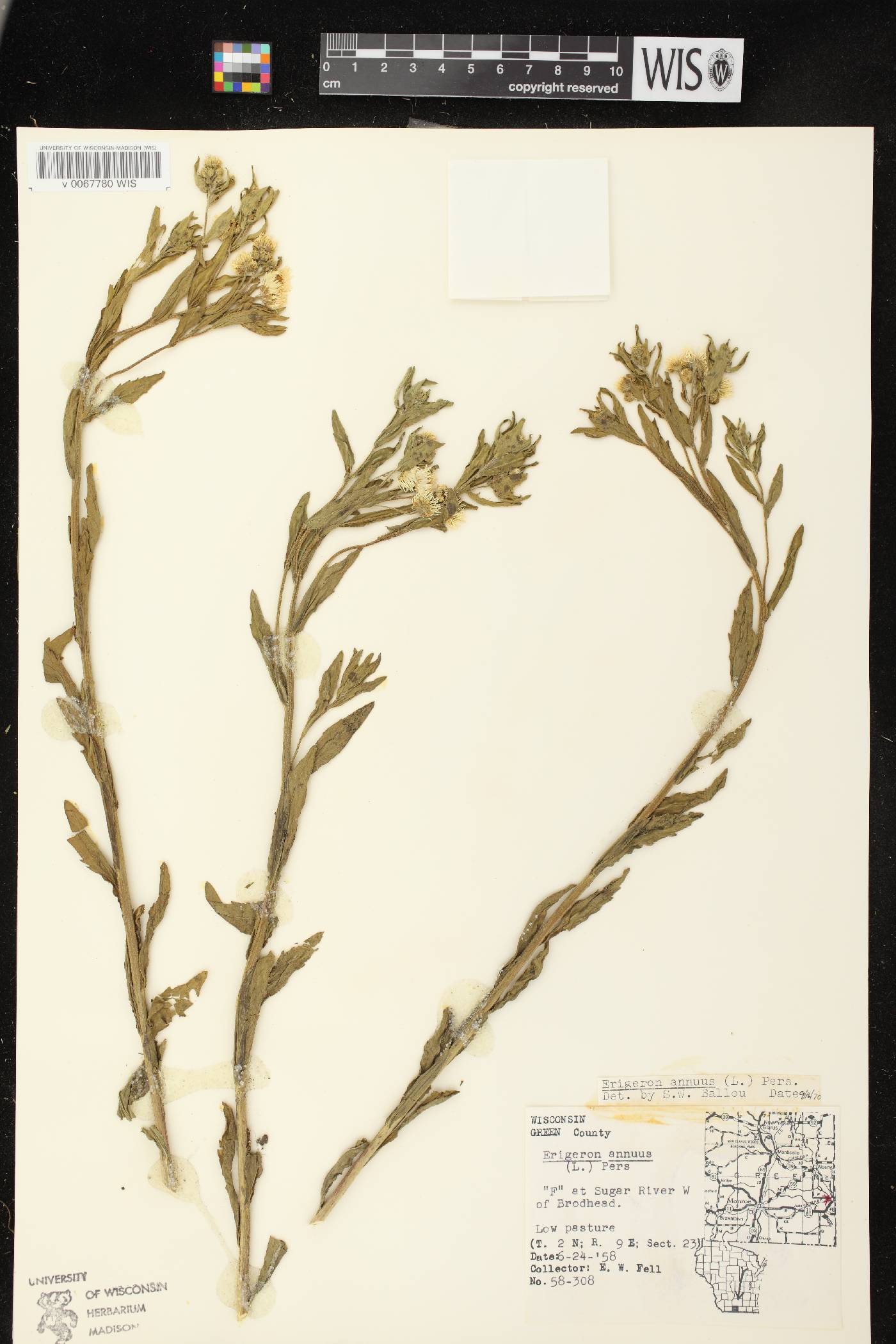 Erigeron annuus image