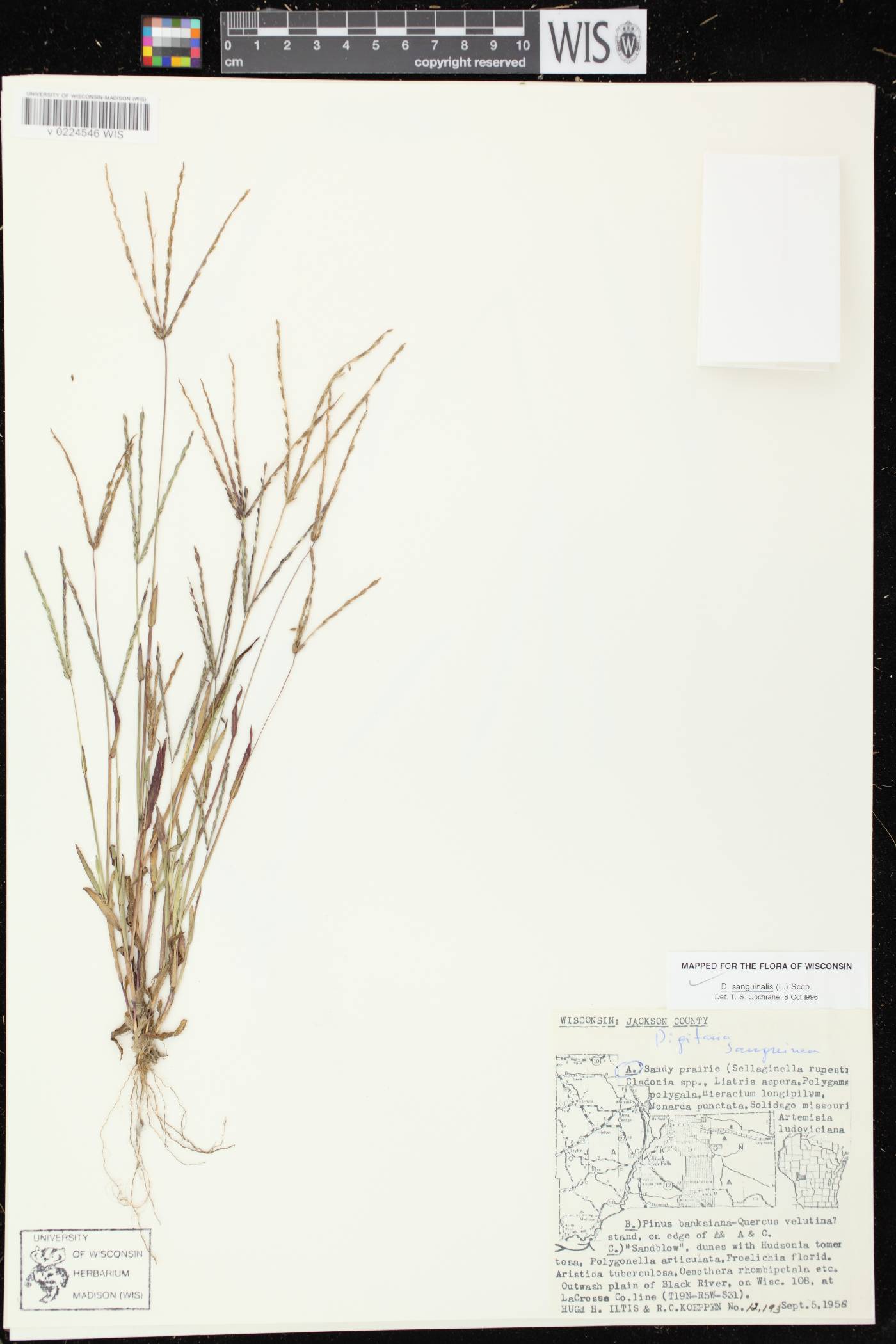 Digitaria sanguinalis image