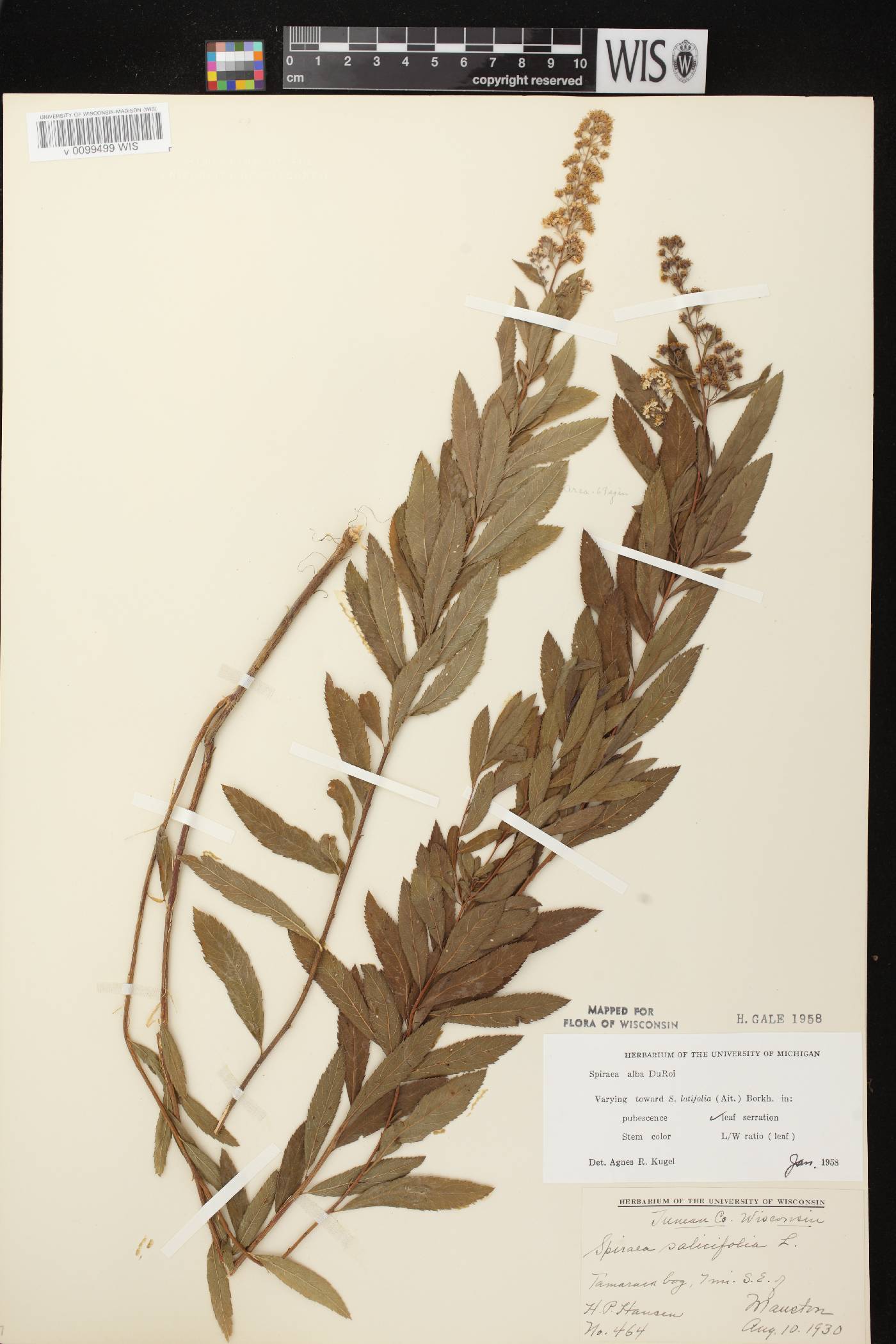Spiraea alba var. alba image
