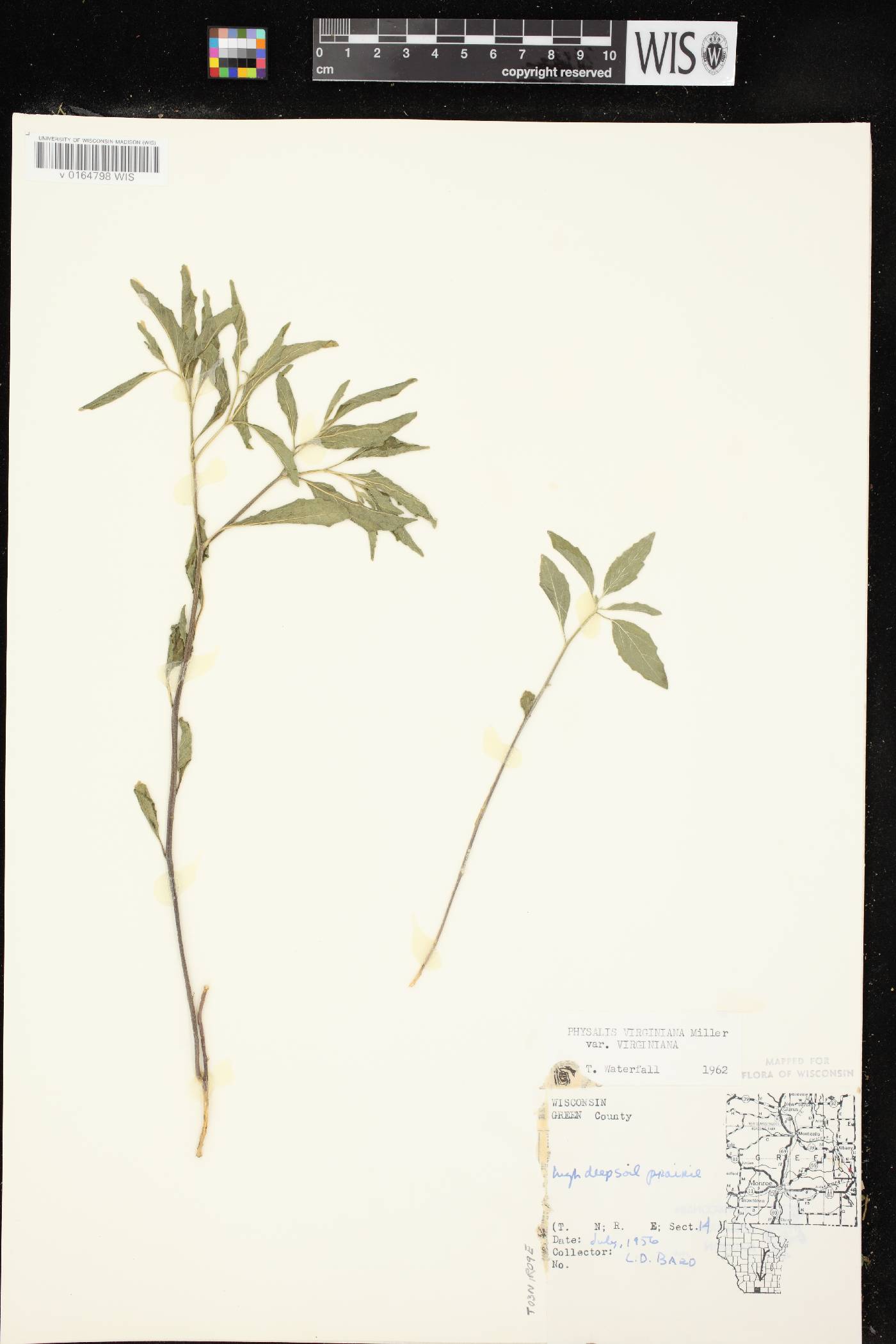 Physalis virginiana var. virginiana image