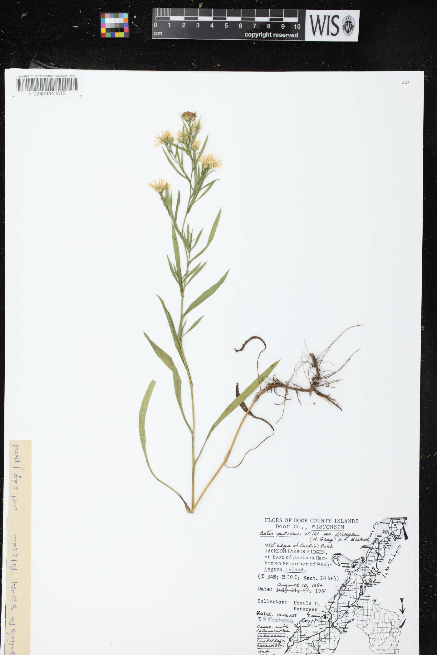 Symphyotrichum pilosum image