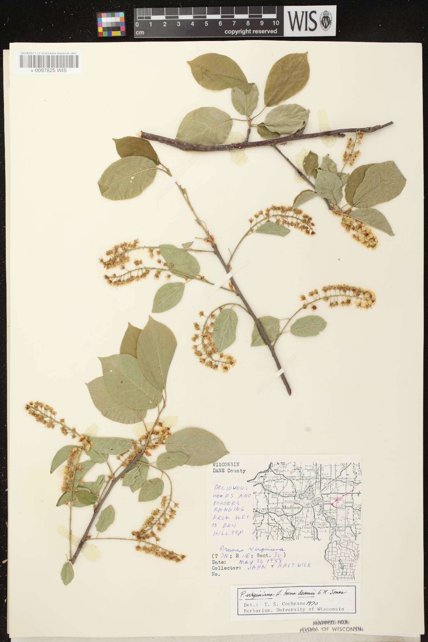 Prunus virginiana image