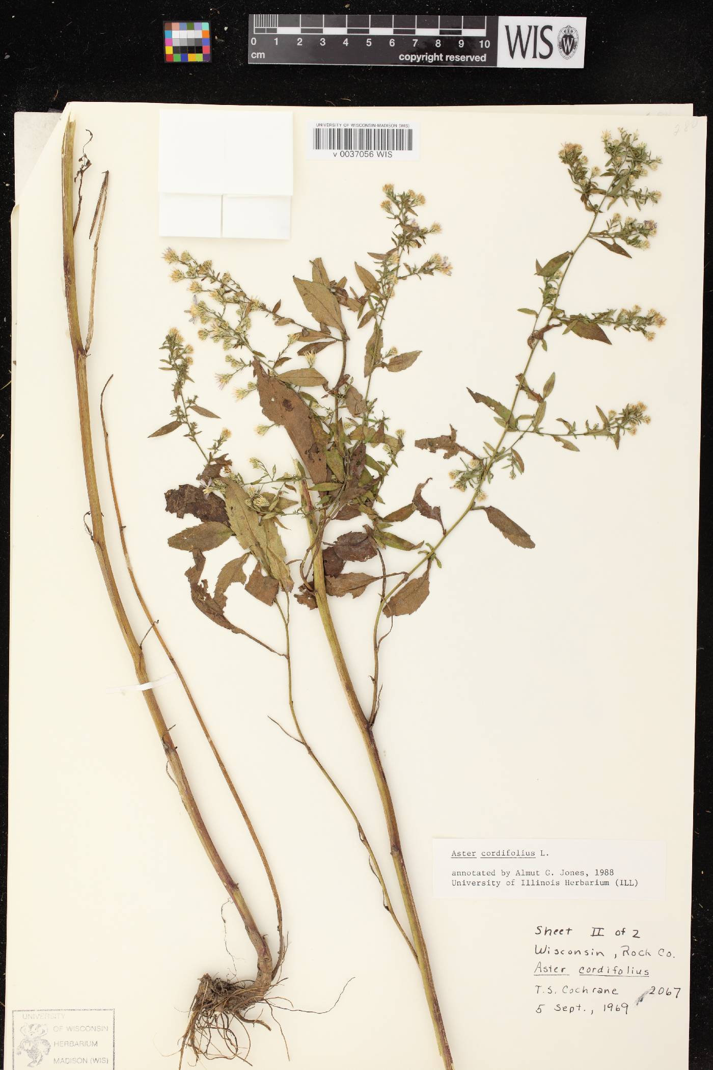 Symphyotrichum cordifolium image