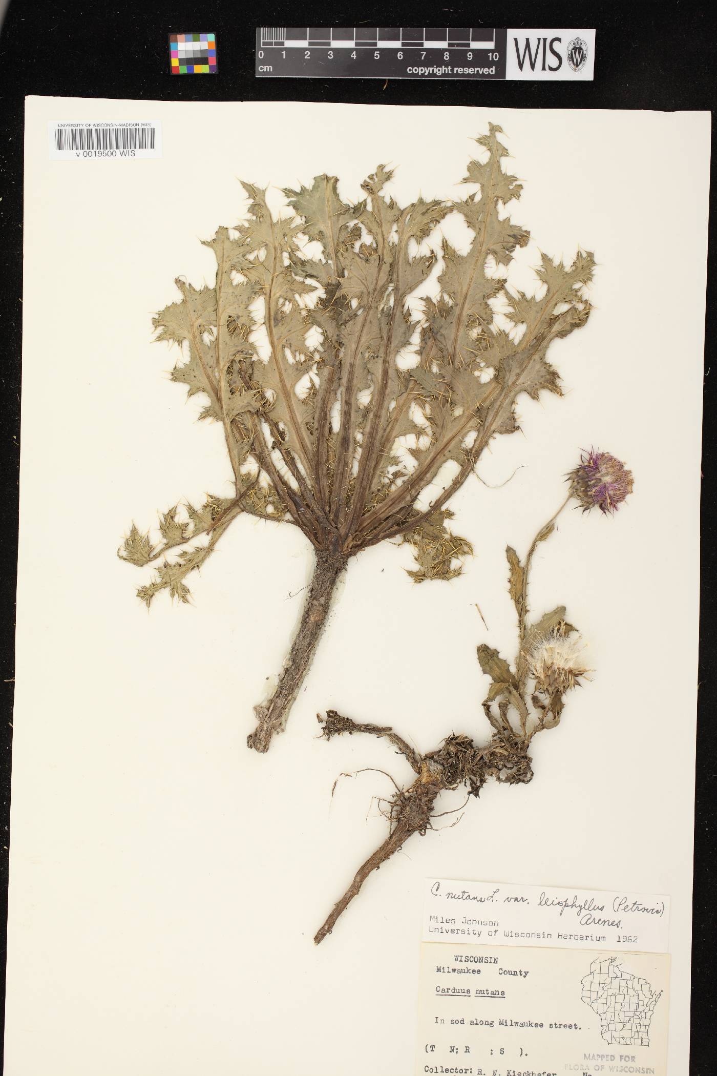Carduus nutans image