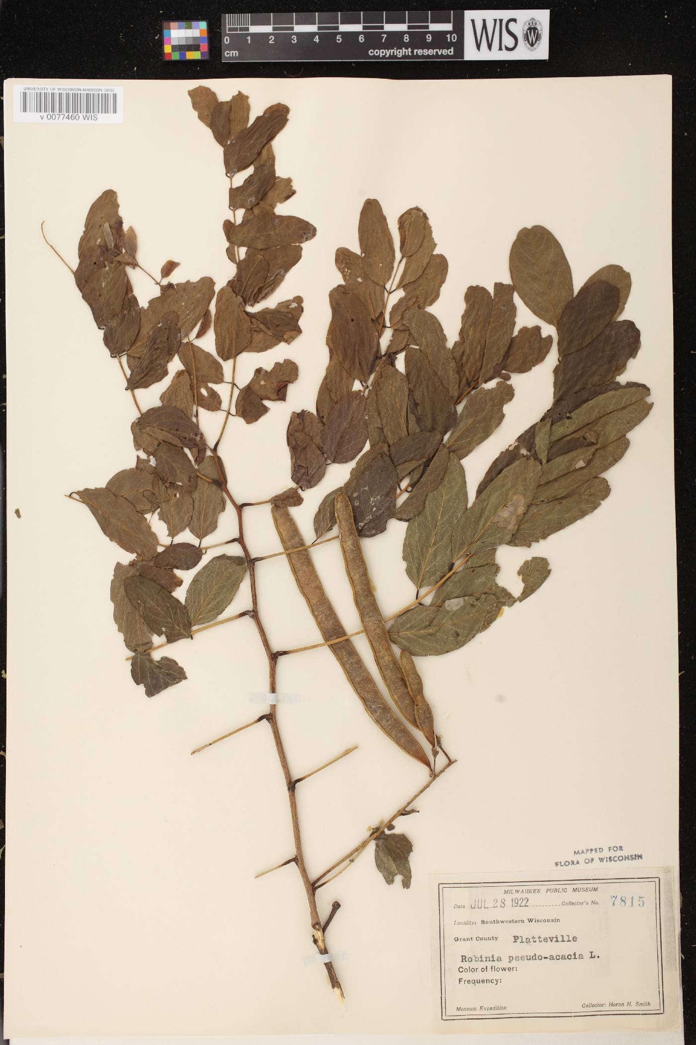 Robinia pseudoacacia image
