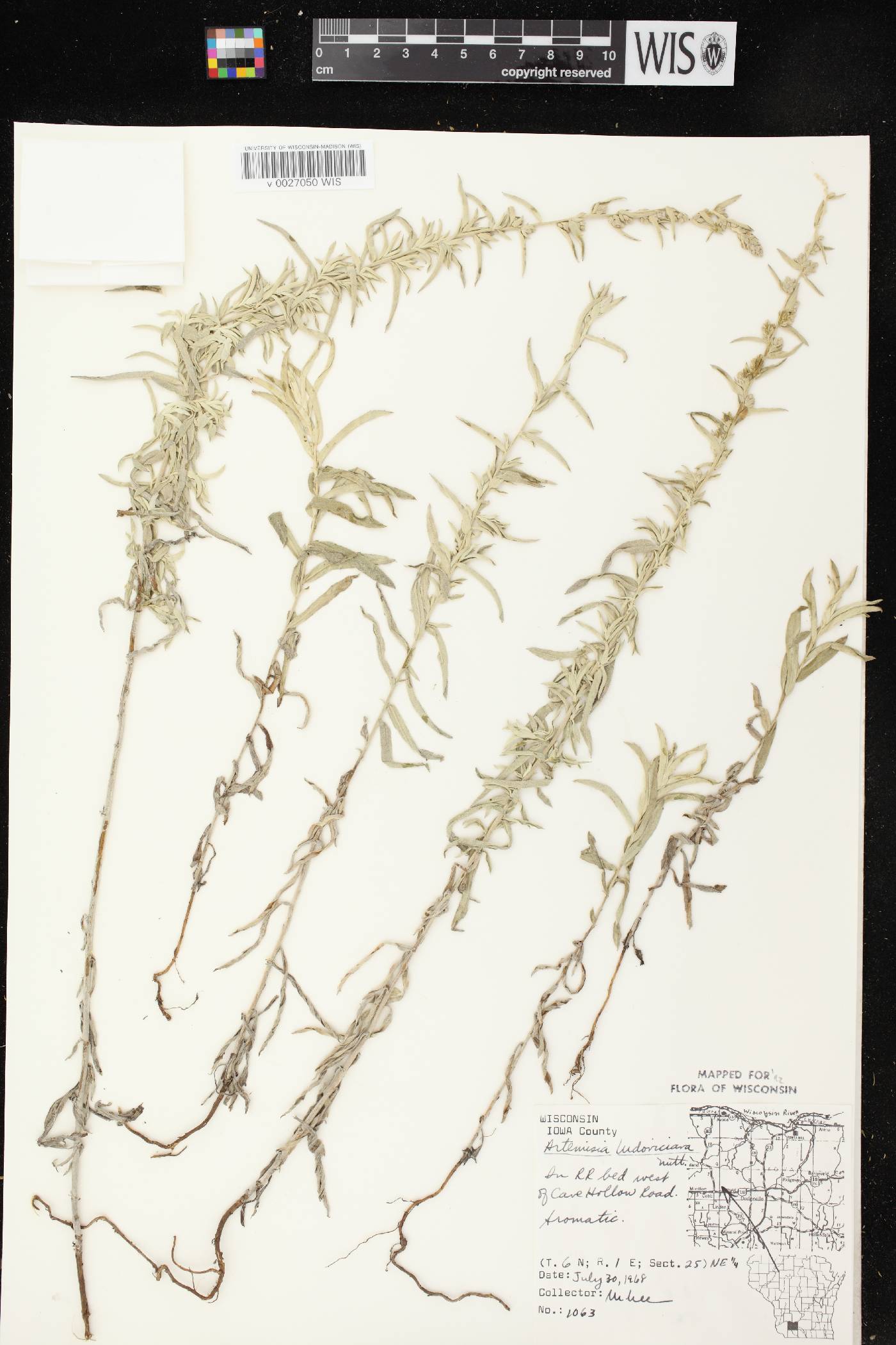 Artemisia ludoviciana image
